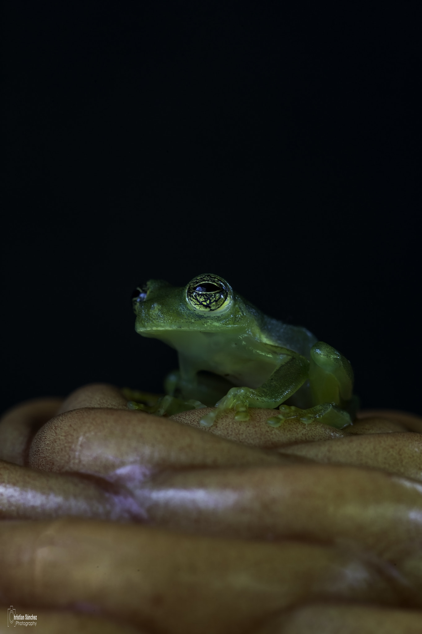 Nikon D4 sample photo. Spiny glass frog photography