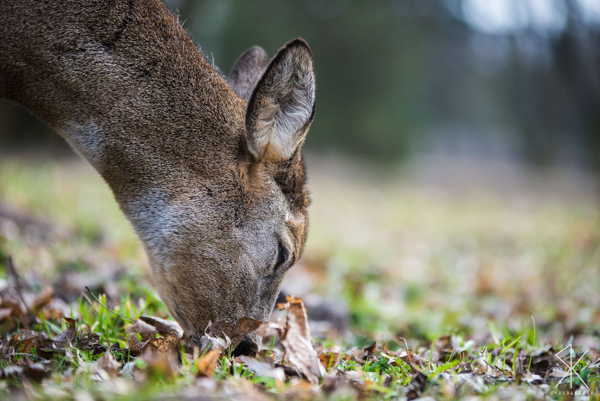 Nikon D800E + Sigma 70-200mm F2.8 EX DG OS HSM sample photo. Goat photography