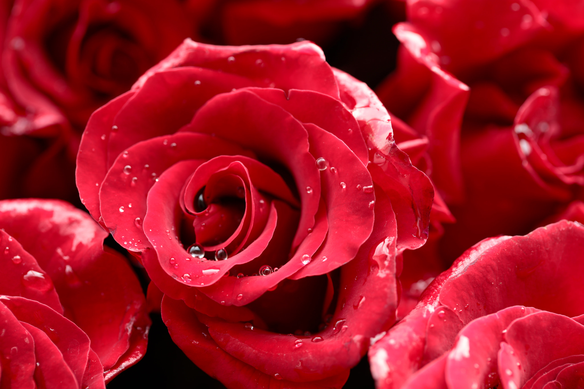 Canon EF 100mm F2.8L Macro IS USM sample photo. The flower of love. photography