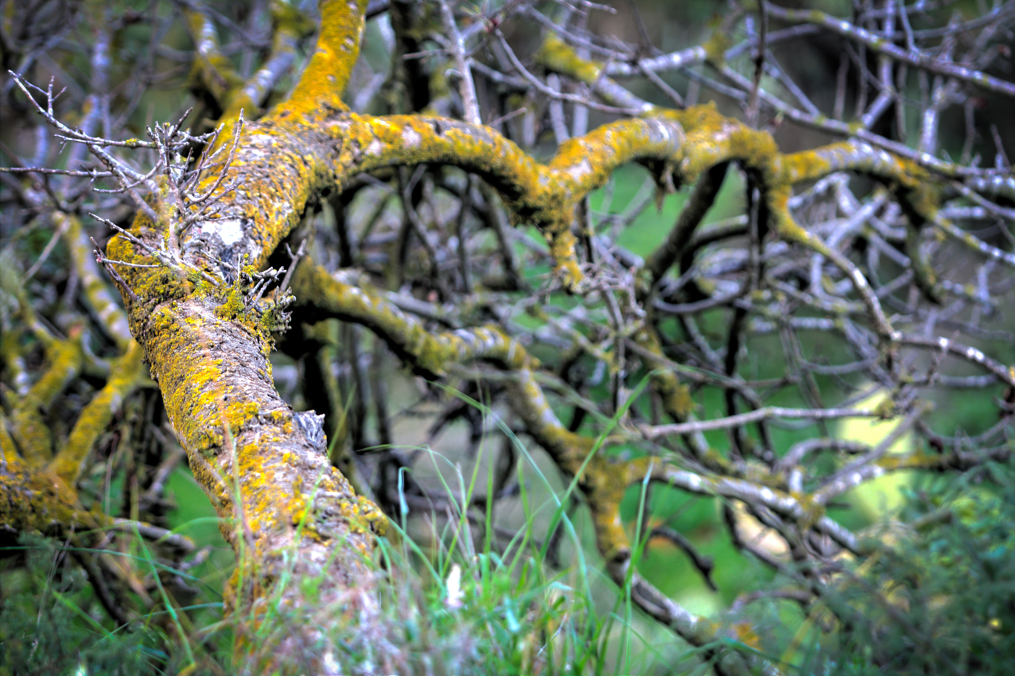Canon EF 70-200mm F2.8L USM sample photo. Moss on tree #1 photography