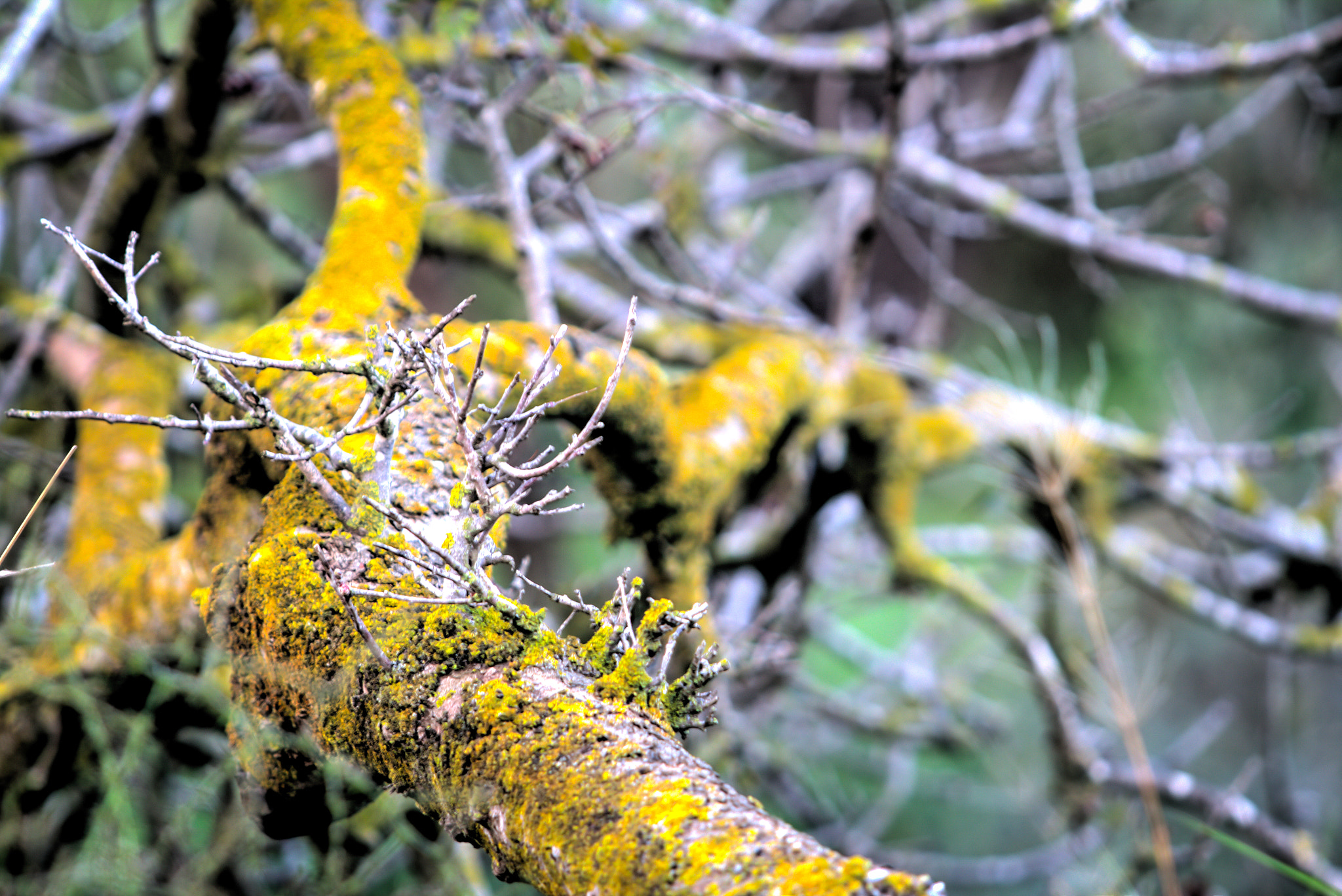 Canon EF 70-200mm F2.8L USM sample photo. Moss on tree #2 photography