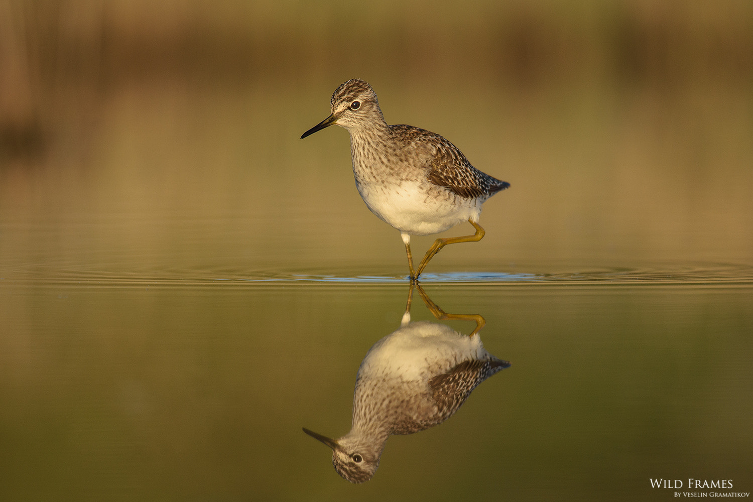 Nikon Nikkor AF-S 300mm F4E PF ED VR sample photo. Some mirrors photography