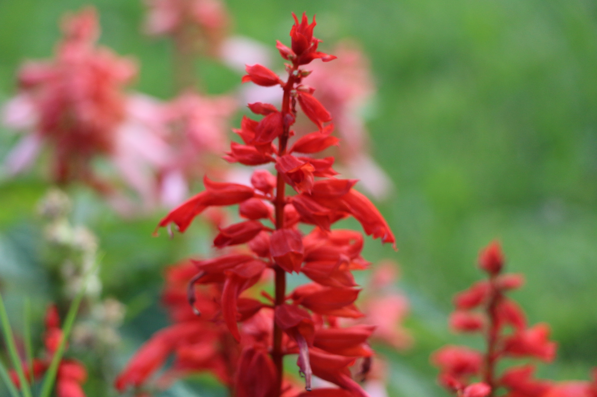 Canon EOS 700D (EOS Rebel T5i / EOS Kiss X7i) sample photo. Img photography