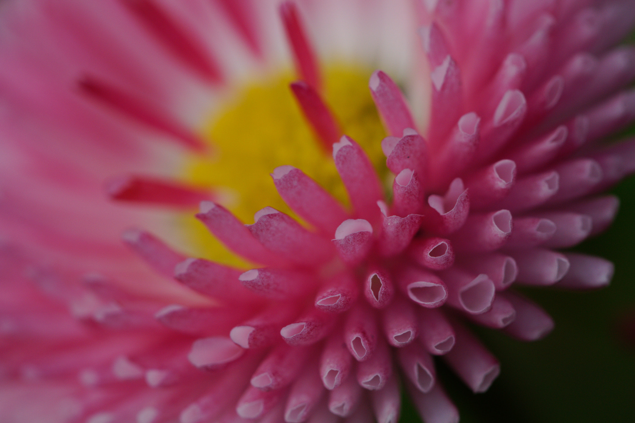 Canon EF 100mm F2.8L Macro IS USM sample photo. Spring photography