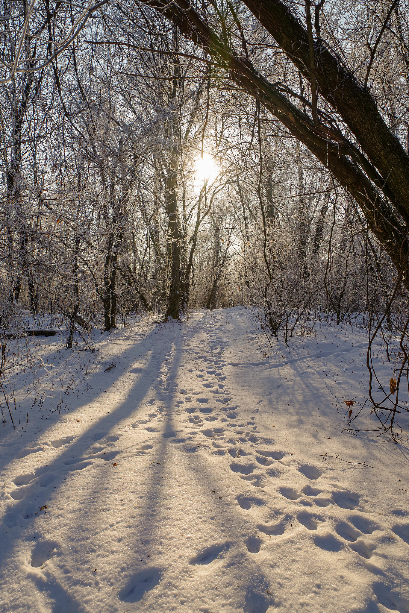 Pentax K-1 sample photo. Winter nature photography