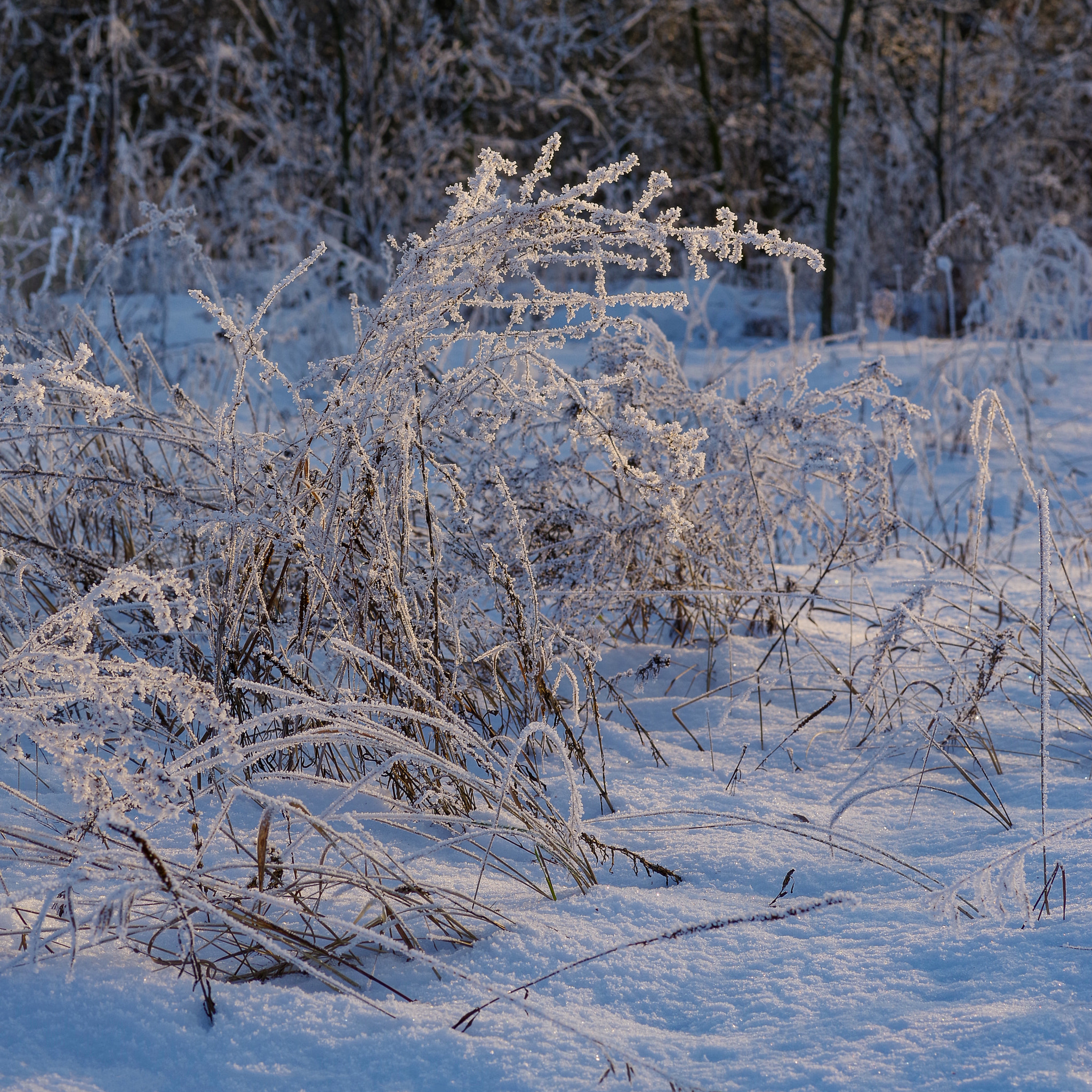 Pentax smc D-FA 100mm F2.8 macro sample photo. Winter photography