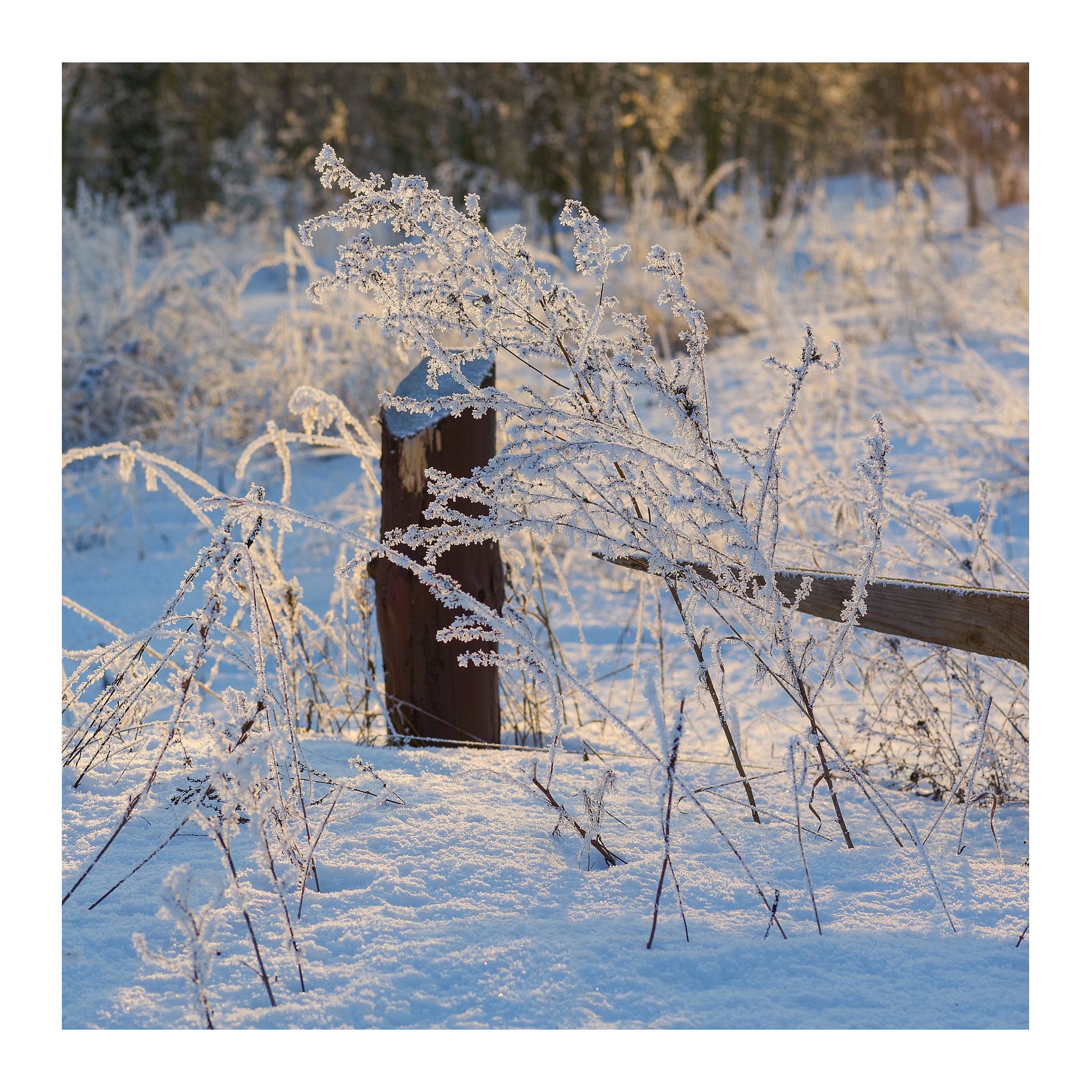 Pentax smc D-FA 100mm F2.8 macro sample photo. Winter photography