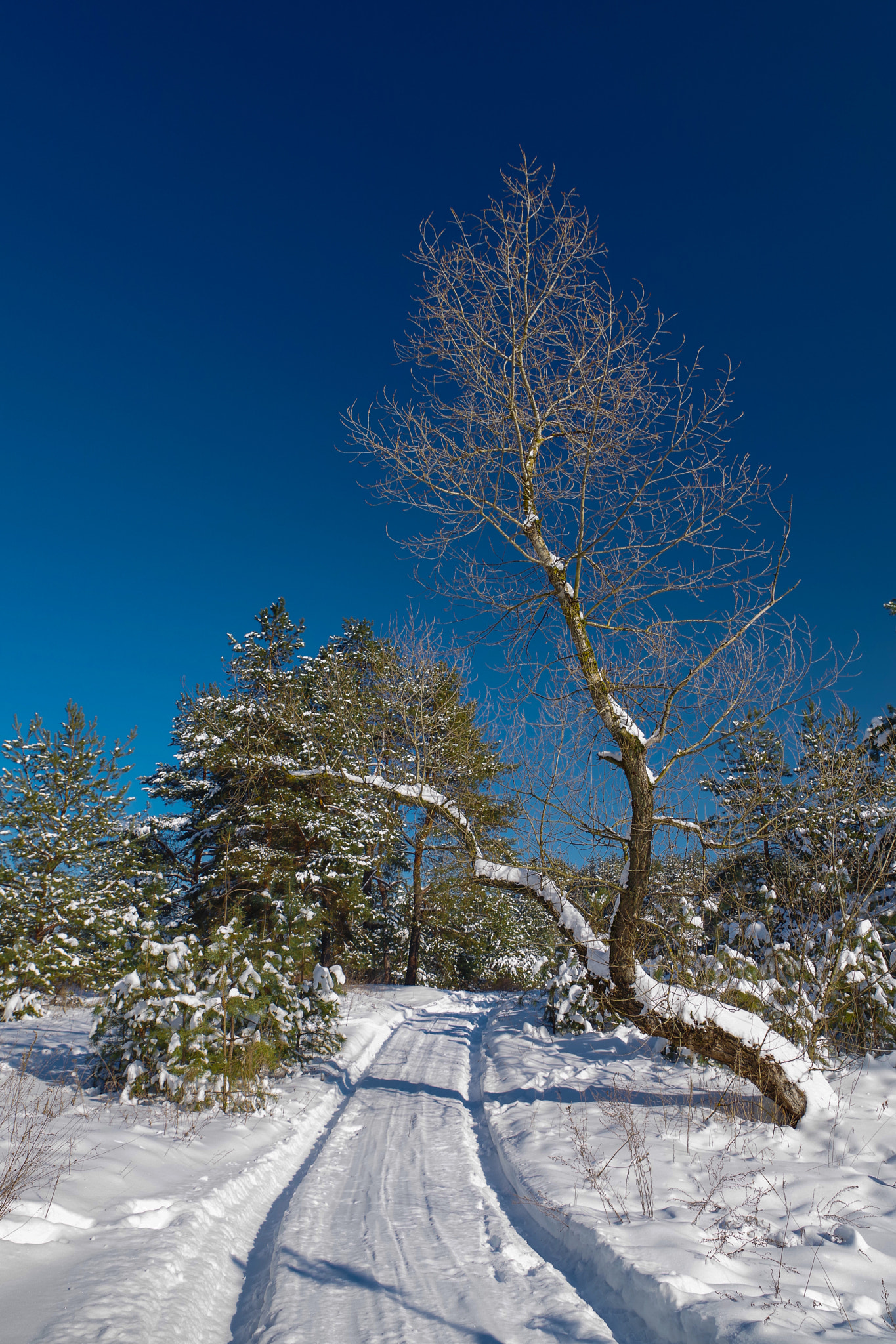 HD Pentax D FA 24-70mm F2.8 ED SDM WR sample photo. Winter photography