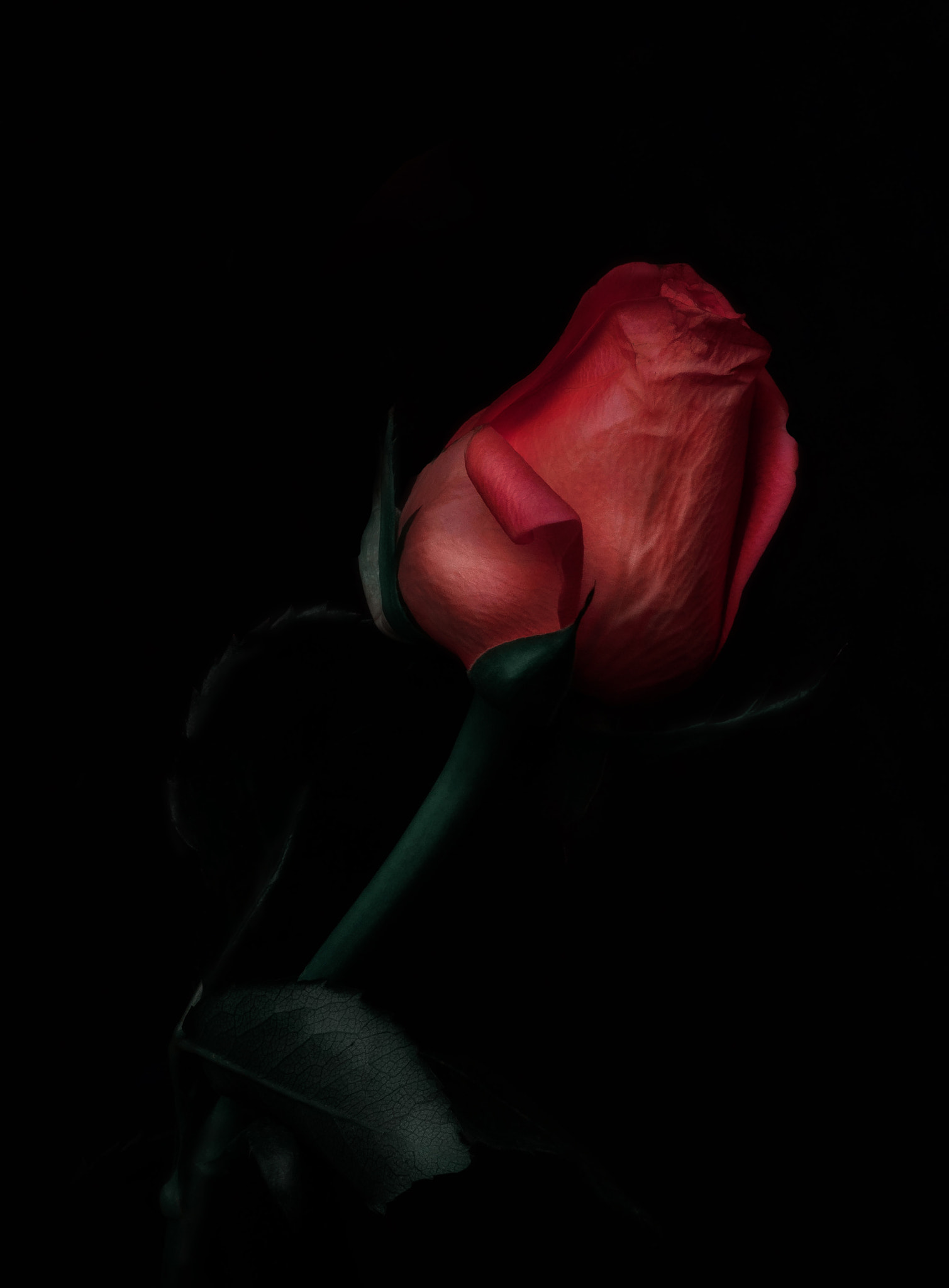 Olympus OM-D E-M5 II sample photo. Rose flower. photography