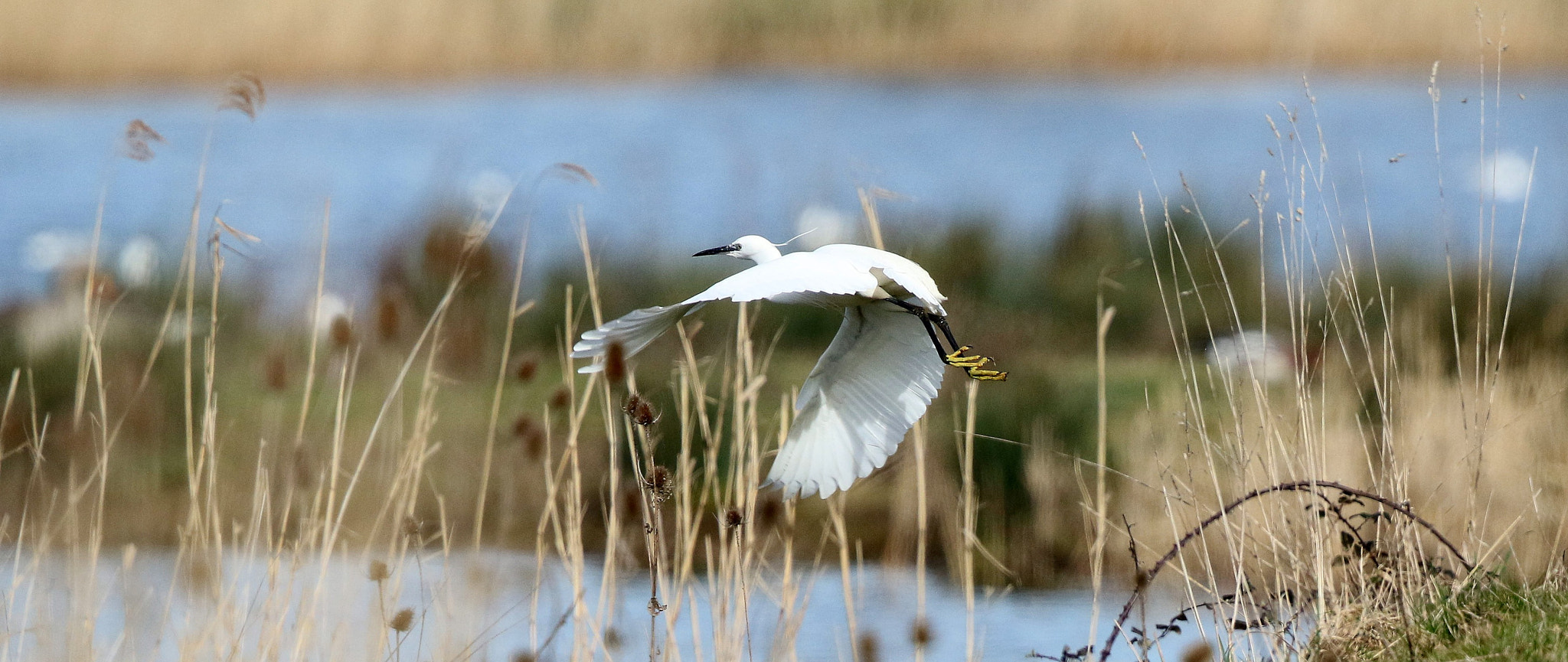 Canon EF 500mm F4L IS II USM sample photo. Ja photography