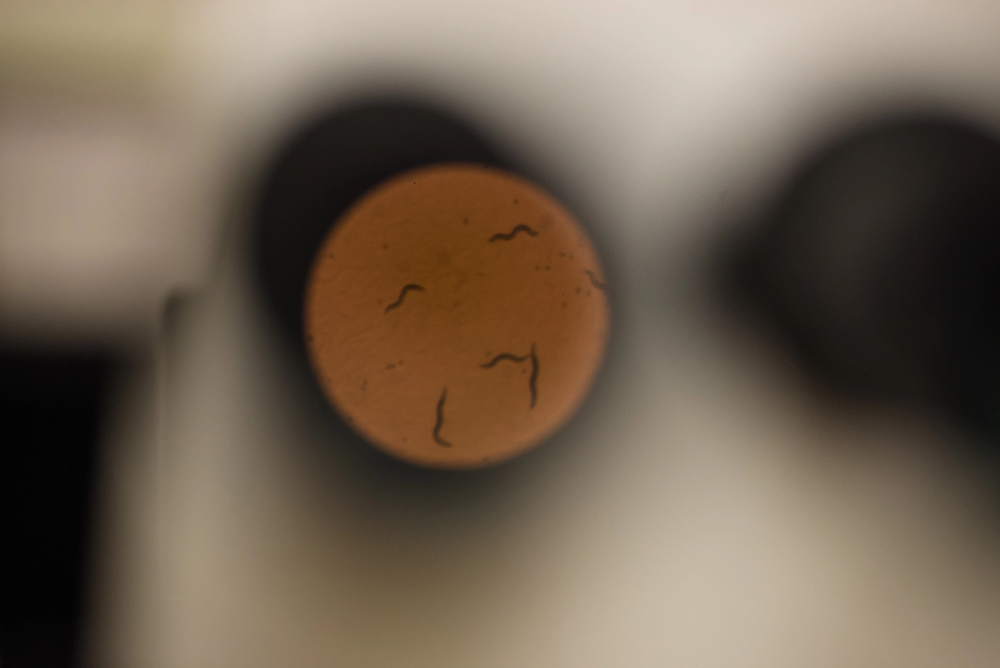 Sigma 150mm F2.8 EX DG OS Macro HSM sample photo. Work lab micro photography