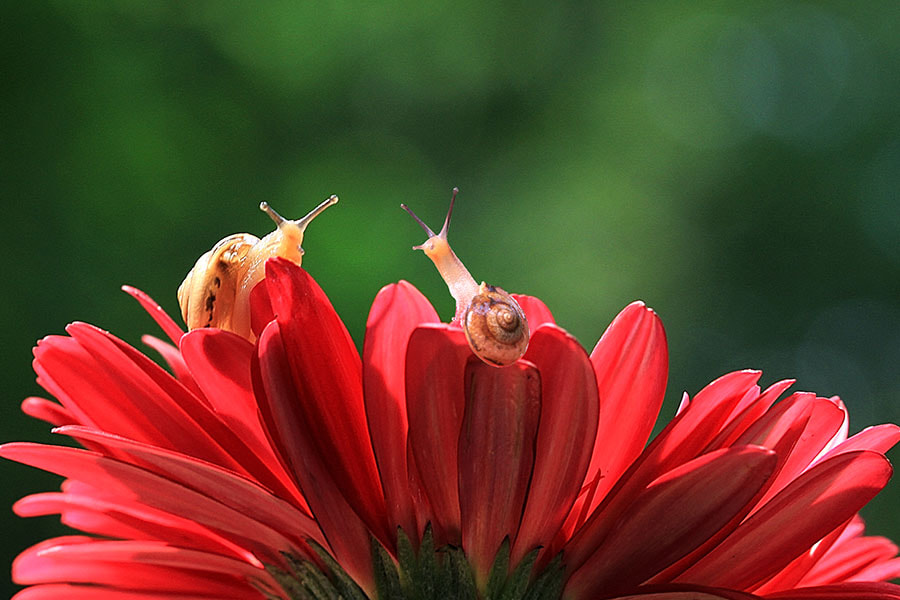 Canon EF 100mm F2.8L Macro IS USM sample photo. Snail , flower photography