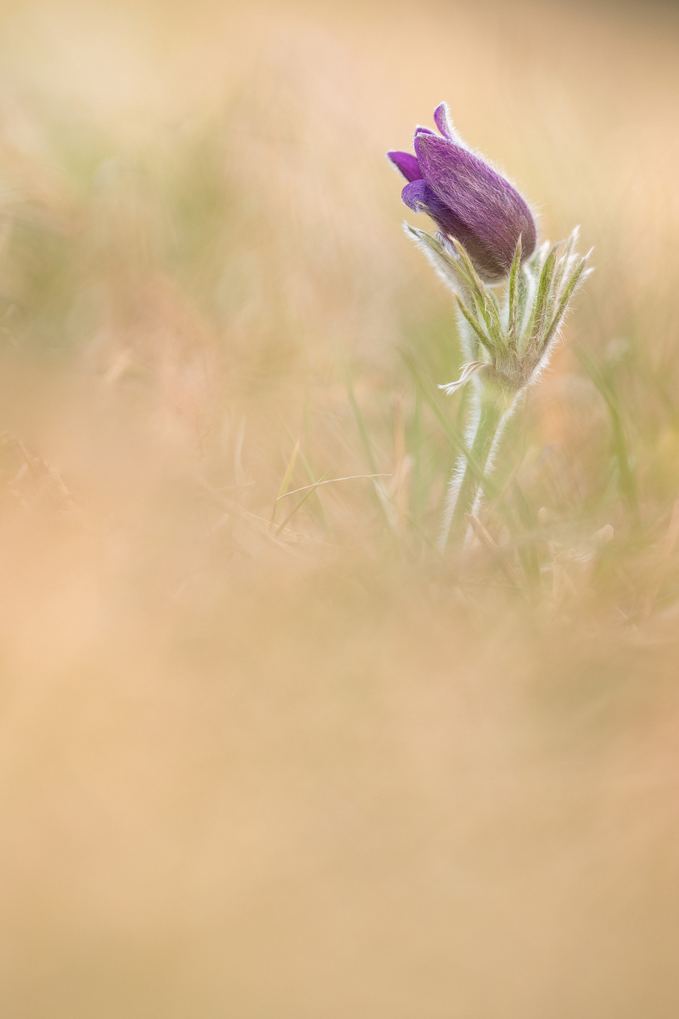 Sigma 150mm F2.8 EX DG Macro HSM sample photo. Pulsatilla vulgaris photography