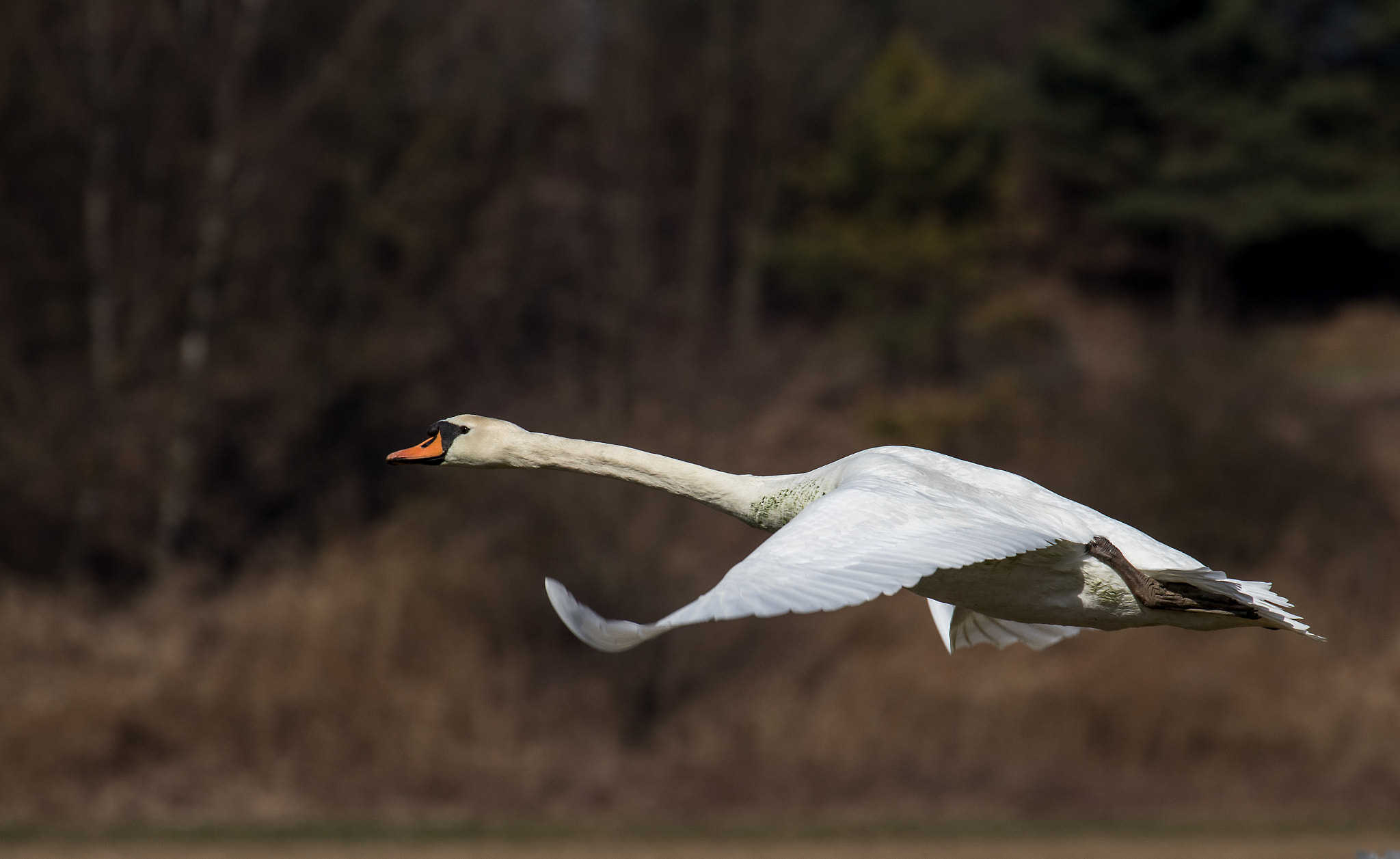 Canon EF 70-300mm F4-5.6L IS USM sample photo. Flying swan photography