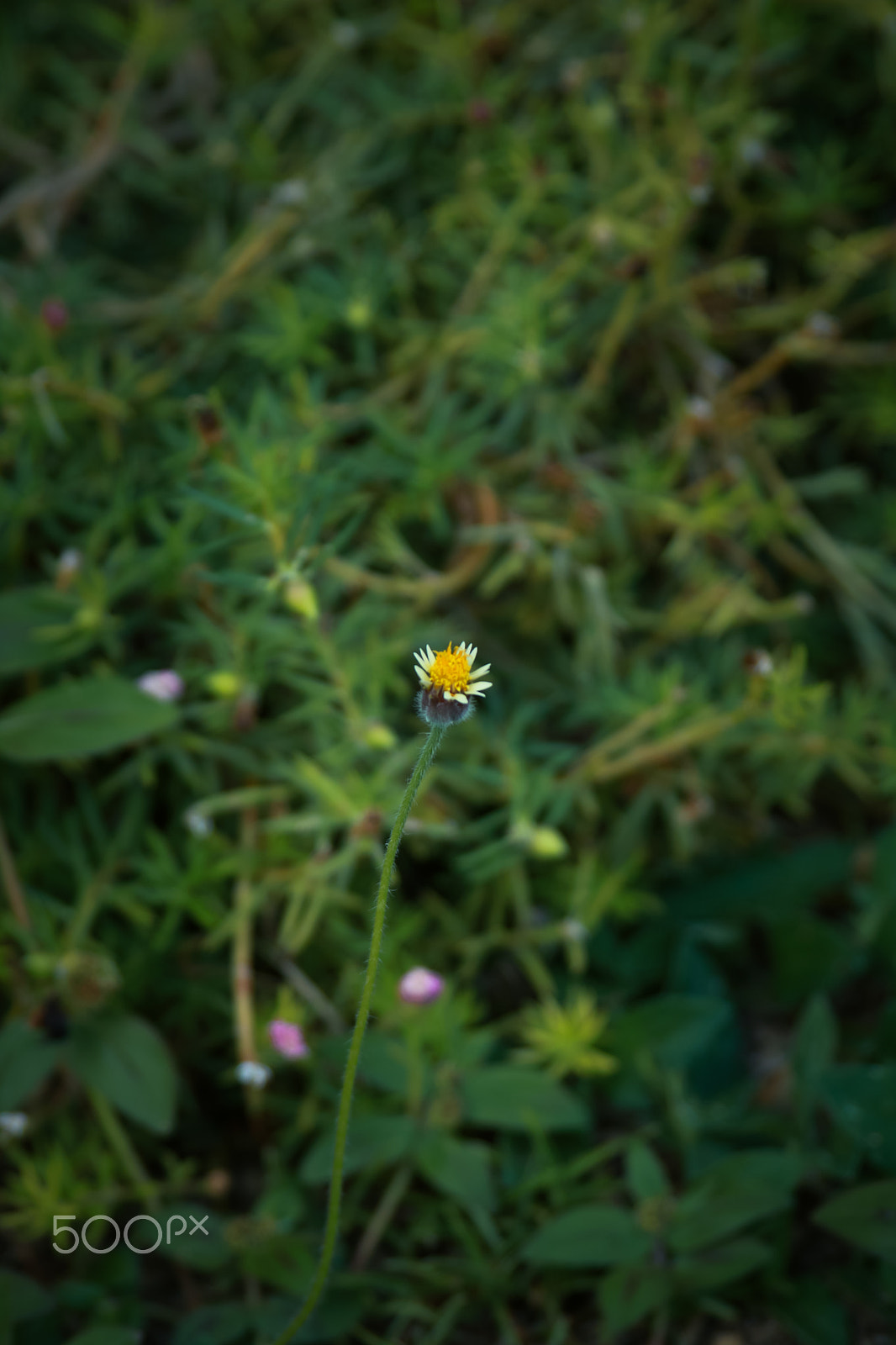 Canon EF 28-105mm f/3.5-4.5 USM sample photo. Img photography