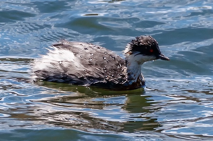 Canon EF 200-400mm F4L IS USM Extender 1.4x sample photo. Silvery greby photography