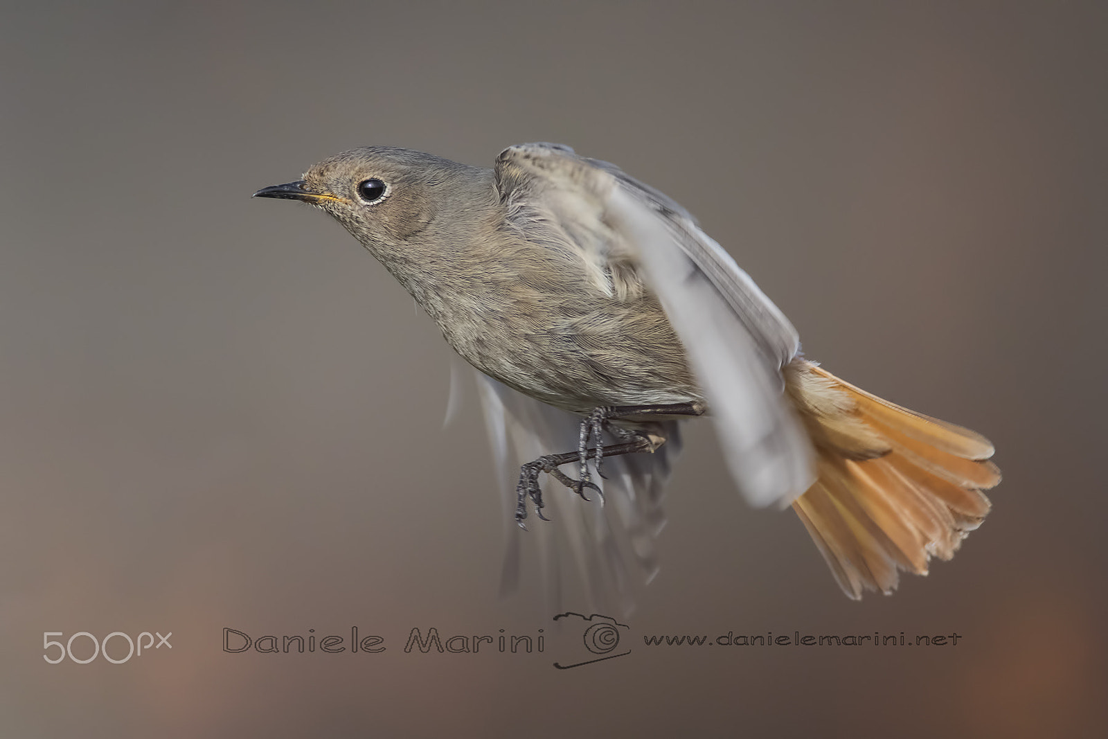 Canon EOS-1D X Mark II + Canon EF 600mm f/4L IS + 2x sample photo. Black redstart (phoenicurus ochruros) codirosso sp photography