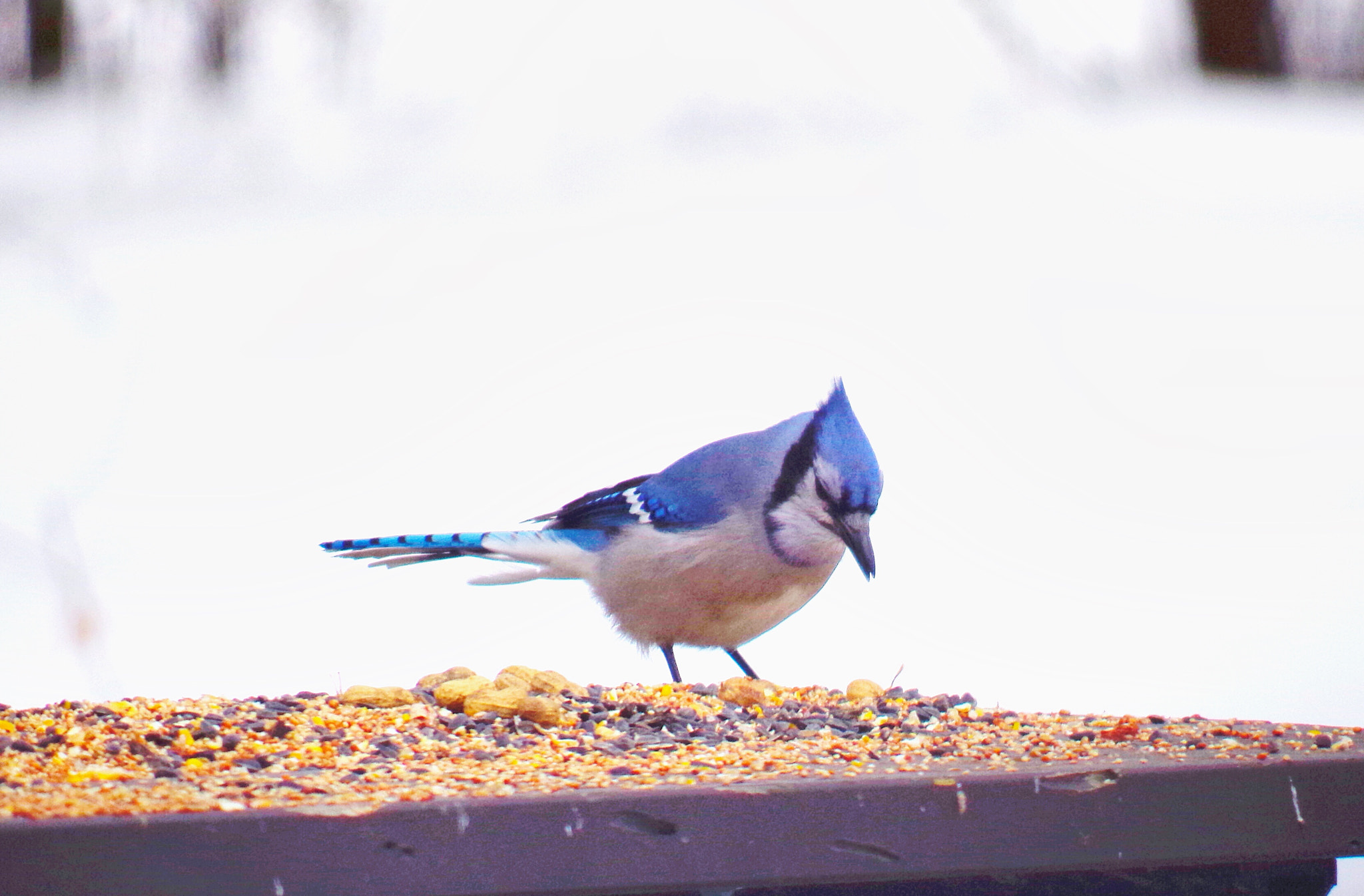 Pentax K-50 + smc PENTAX-DA L 55-300mm F4-5.8 ED sample photo. Bluejay photography