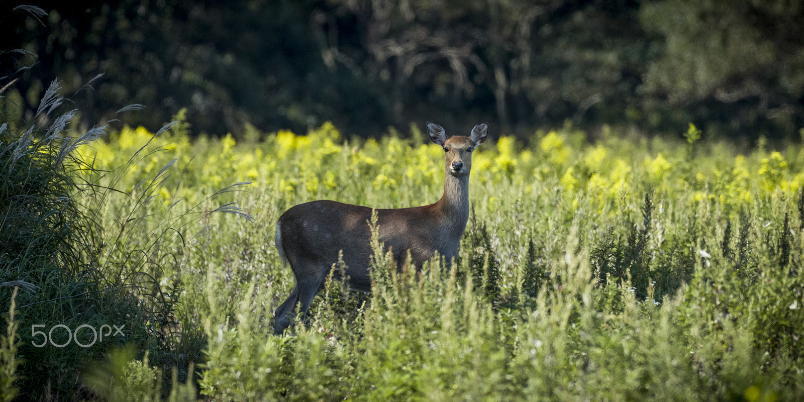 Nikon AF-S Nikkor 200-500mm F5.6E ED VR sample photo. Yezo deer photography