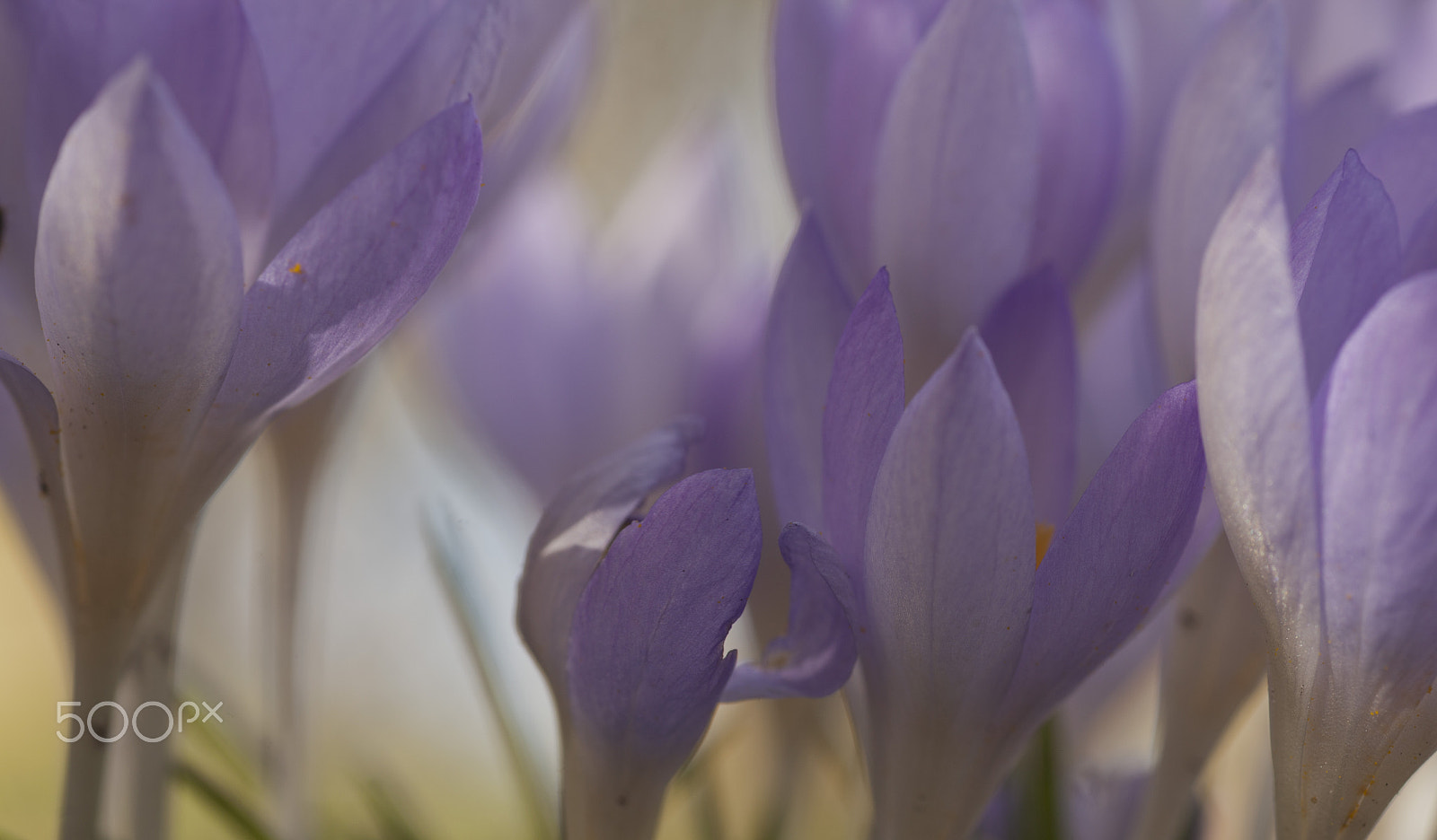 Canon EOS 5D Mark II + Tamron SP AF 90mm F2.8 Di Macro sample photo. Crocus photography