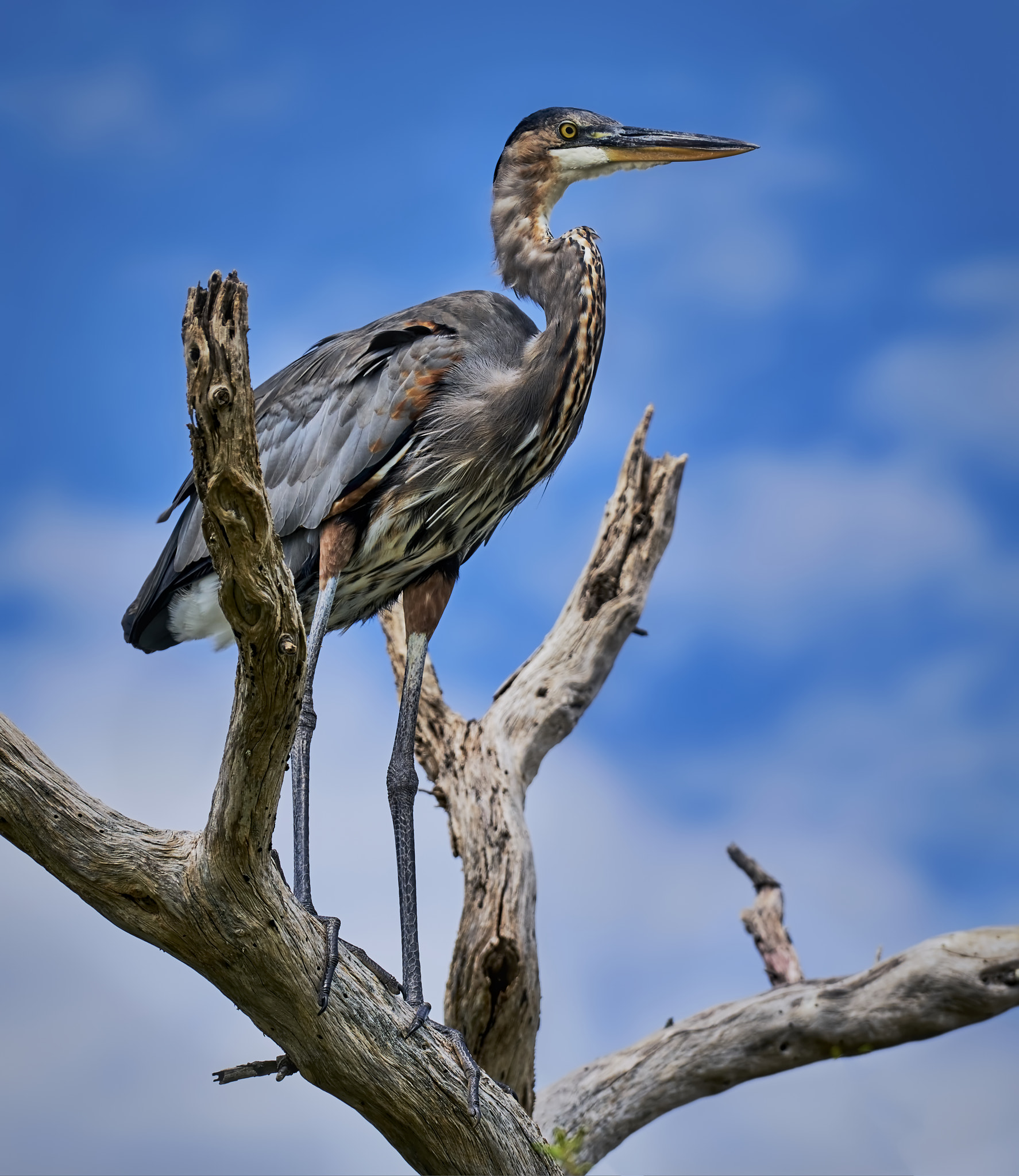 Sony a7R II + Sony FE 70-200mm F4 G OSS sample photo. Enjoying the view photography