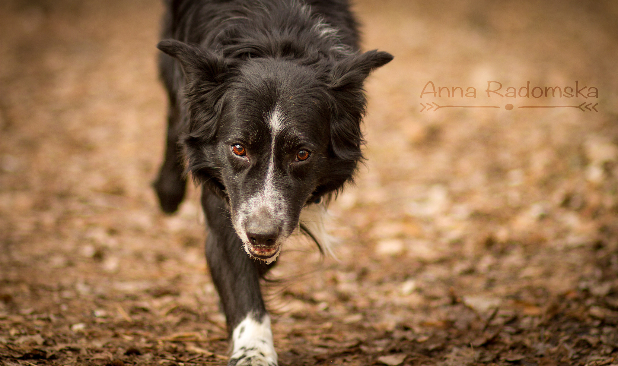 Canon EOS 7D + Canon EF 85mm F1.8 USM sample photo. Trying to find spring.. photography