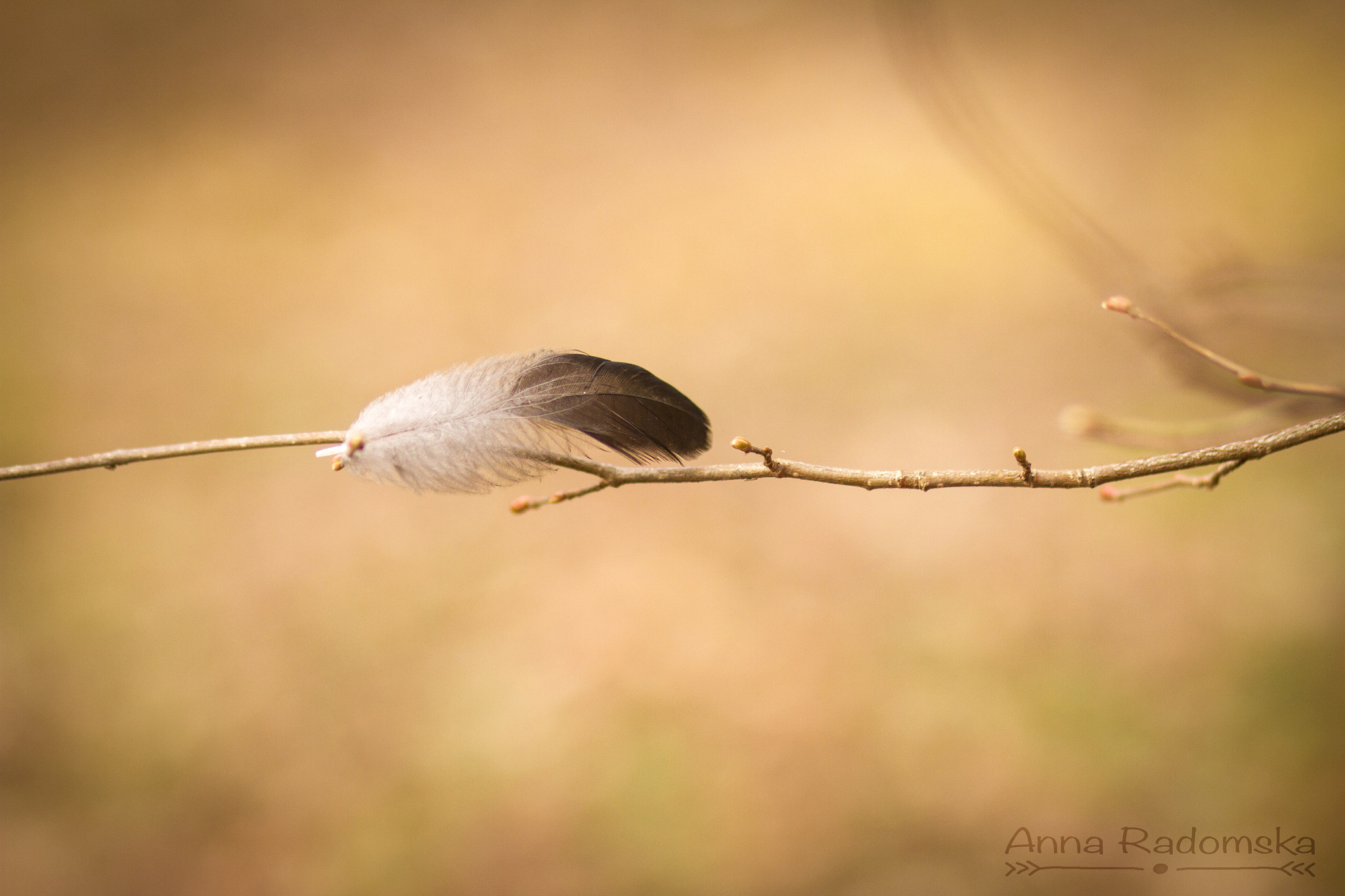 Canon EOS 7D + Canon EF 85mm F1.8 USM sample photo. First buds.. photography