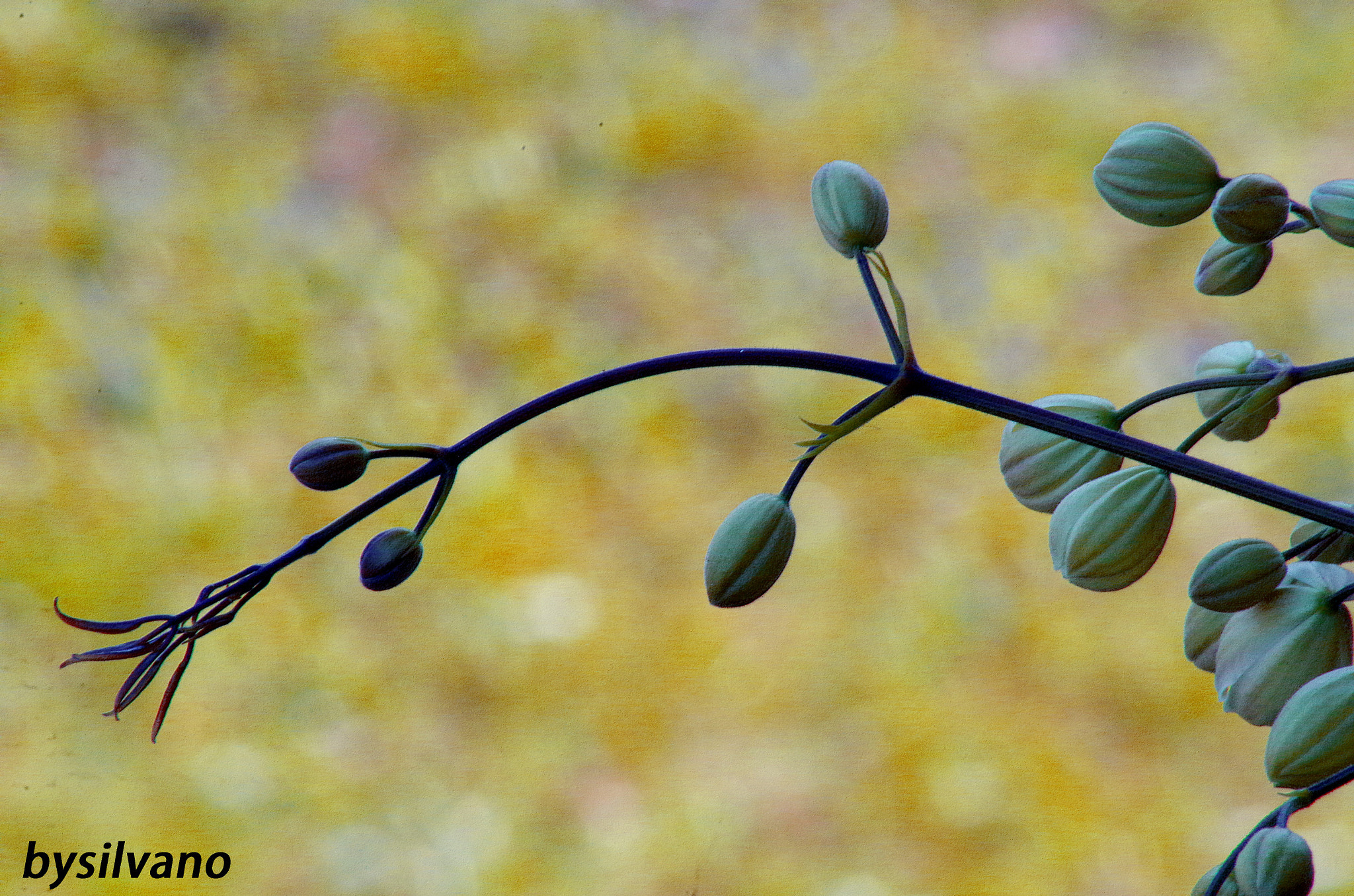 Pentax K-50 + Sigma 50mm F1.4 EX DG HSM sample photo. Boccioli photography