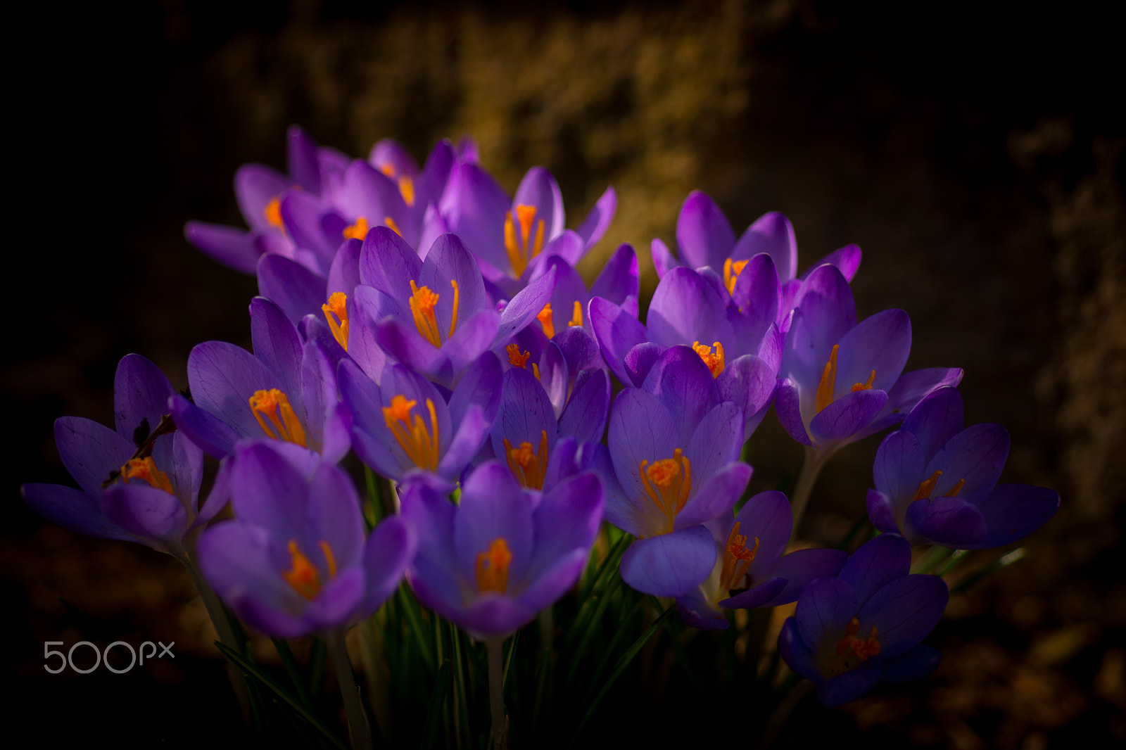 Nikon AF Micro-Nikkor 60mm F2.8D sample photo. Early spring photography