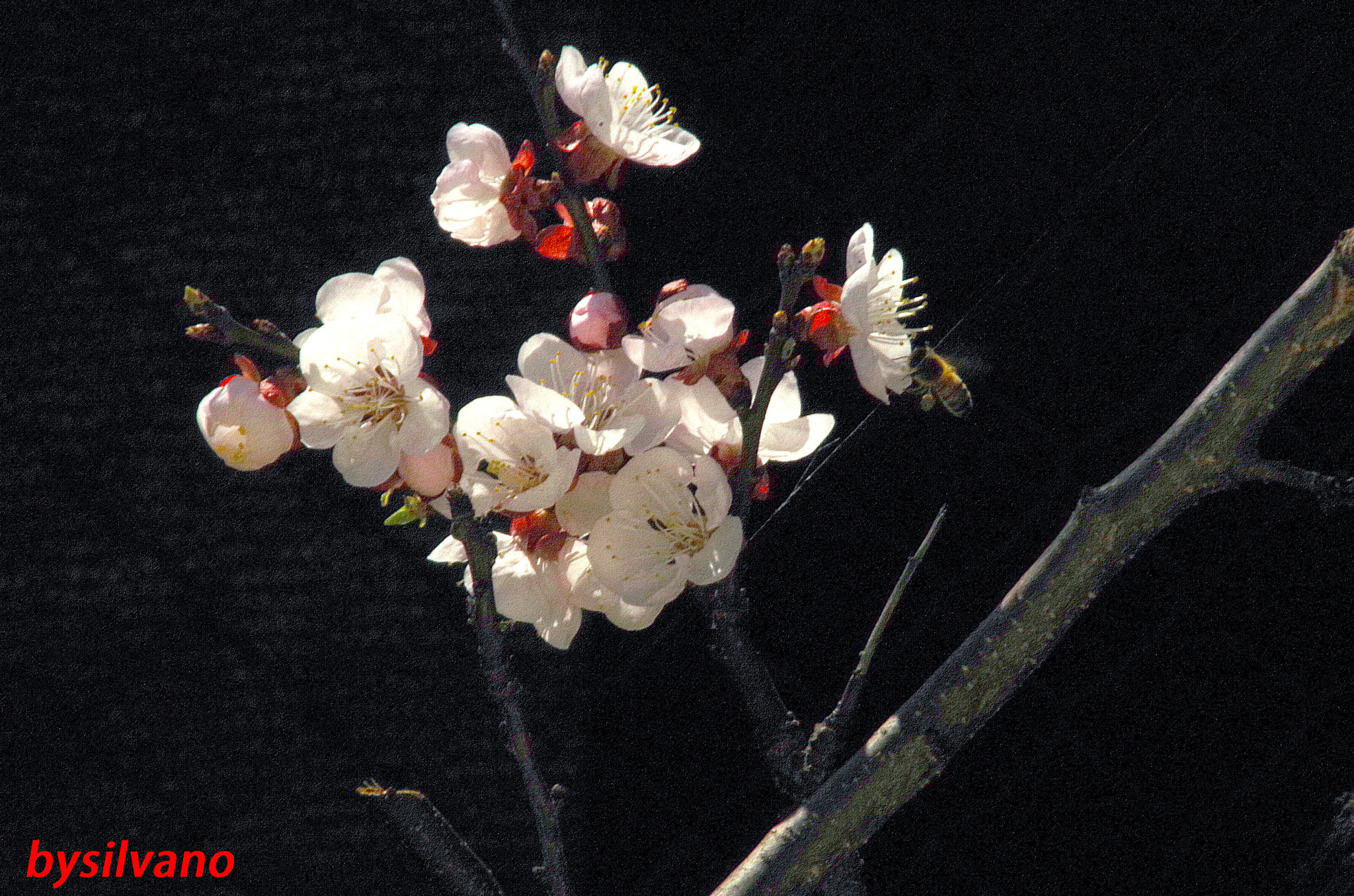 Pentax K-50 + Sigma 50mm F1.4 EX DG HSM sample photo. Controluce con ospite photography