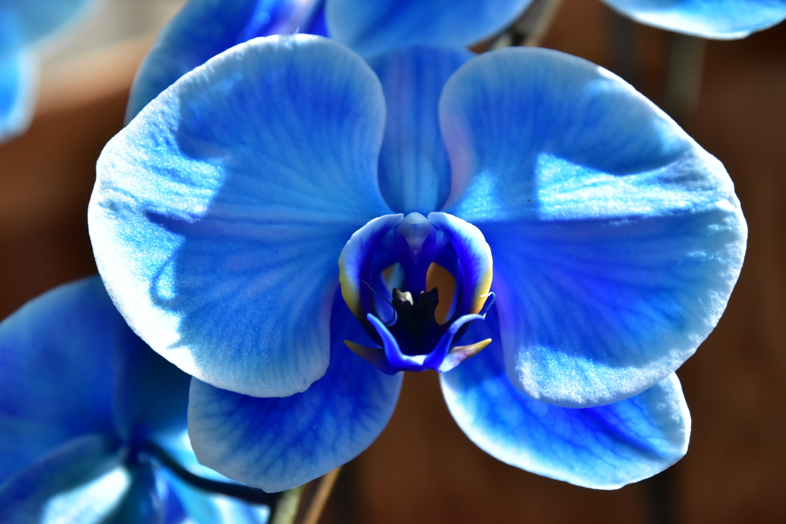 Nikon D5500 sample photo