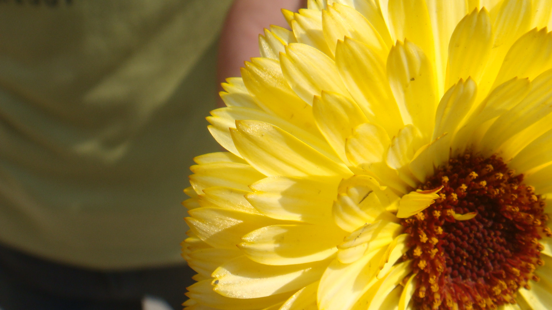 Sony DSC-T70 sample photo. Sunflower photography