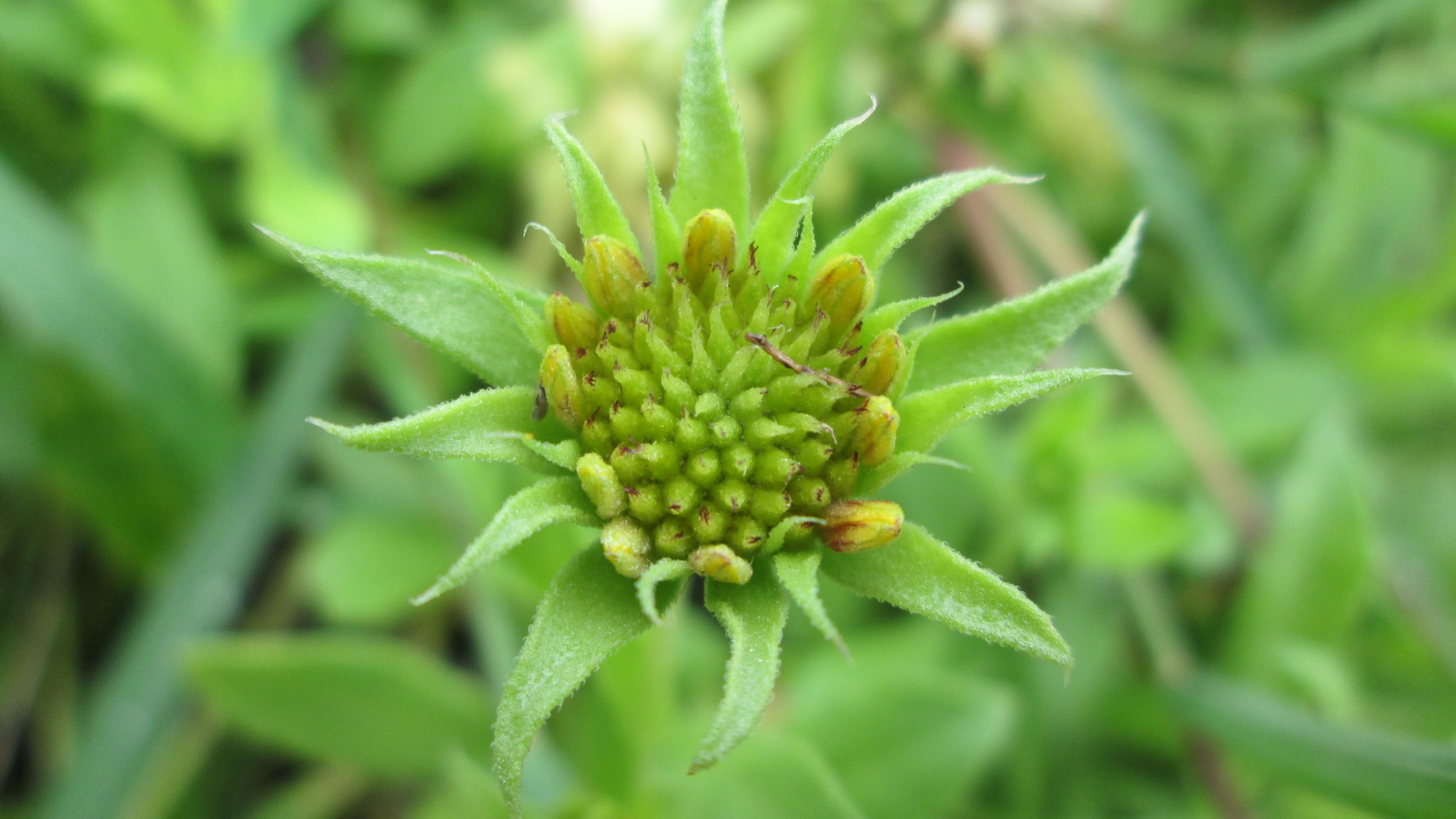 Canon PowerShot A810 sample photo. A wild flower photography