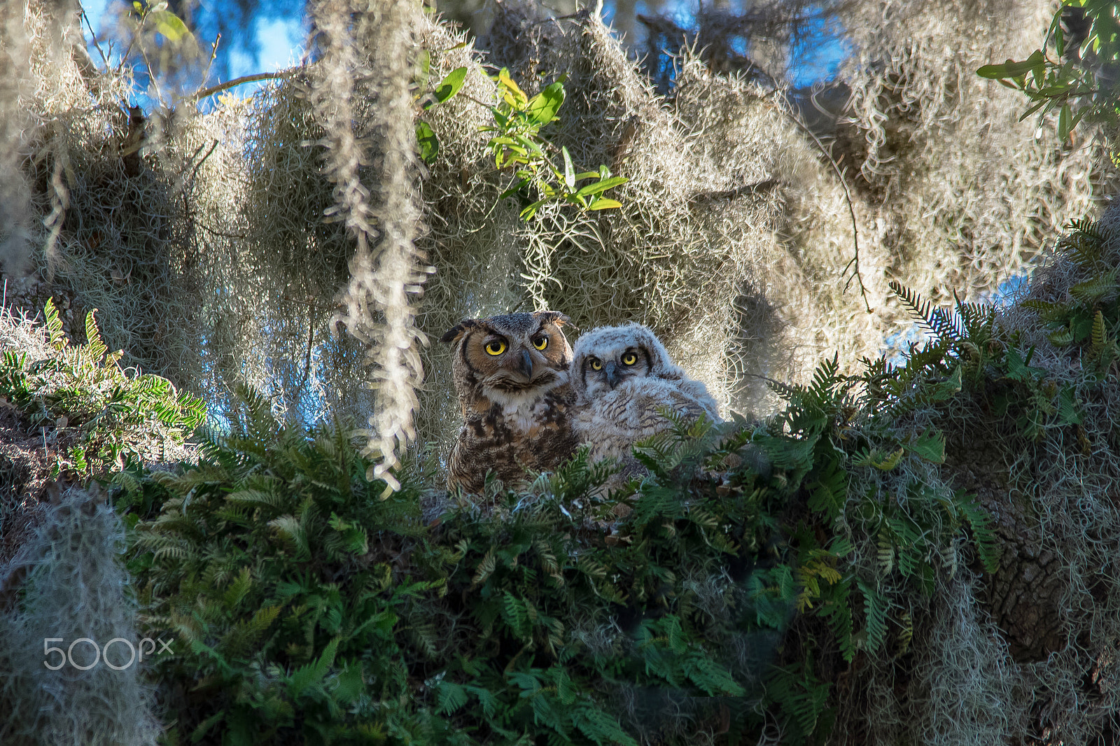 Sigma 150-500mm F5-6.3 DG OS HSM sample photo. Mama owl & baby photography