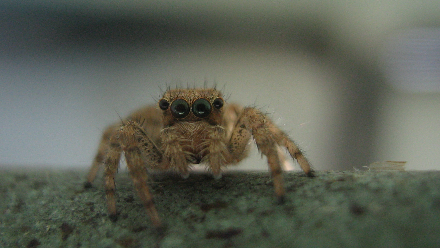 Canon POWERSHOT A420 sample photo. So many eyes! photography