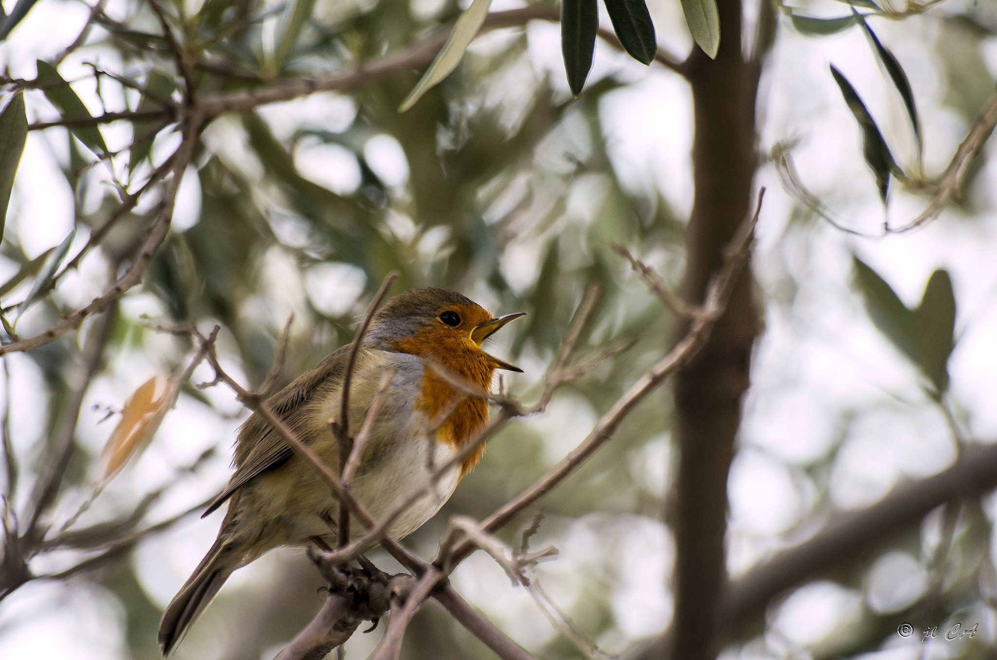 Pentax K-5 sample photo. Le maître chanteur photography