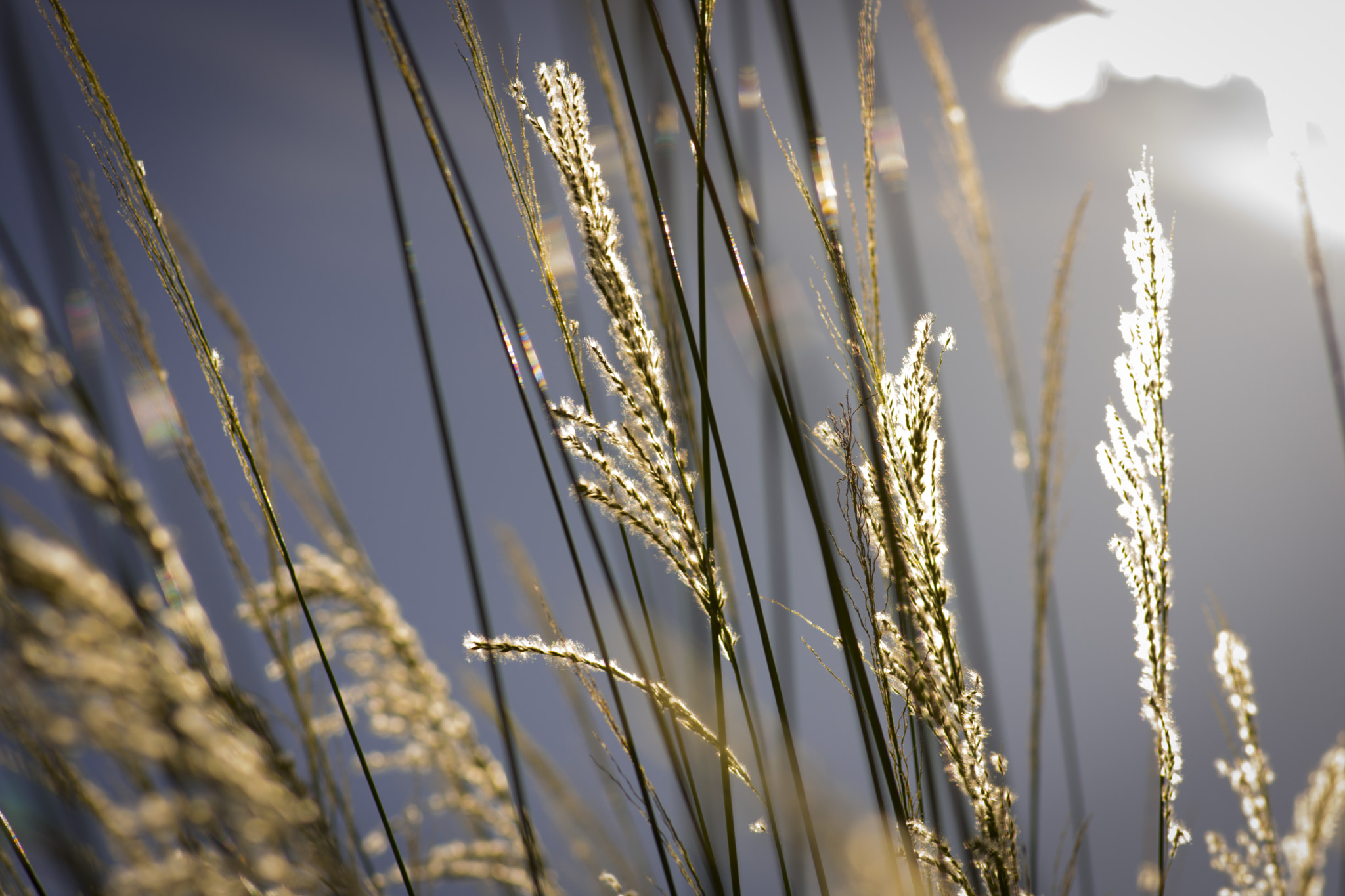 Tokina AT-X Pro 100mm F2.8 Macro sample photo. Misty morning photography