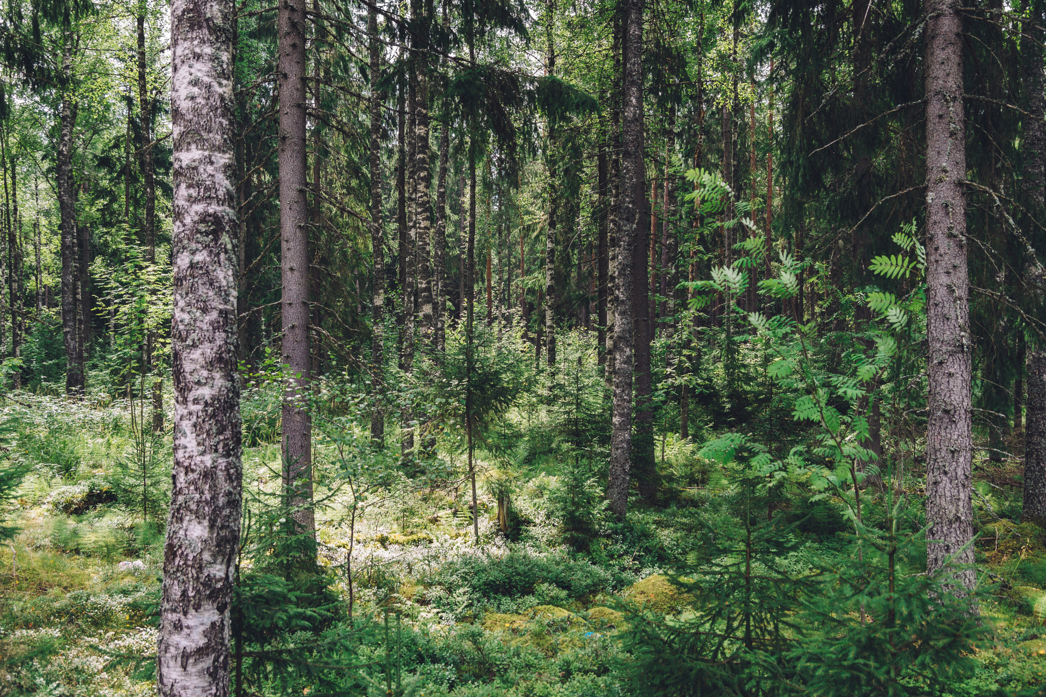 Sony SLT-A77 sample photo. Finnish forests photography