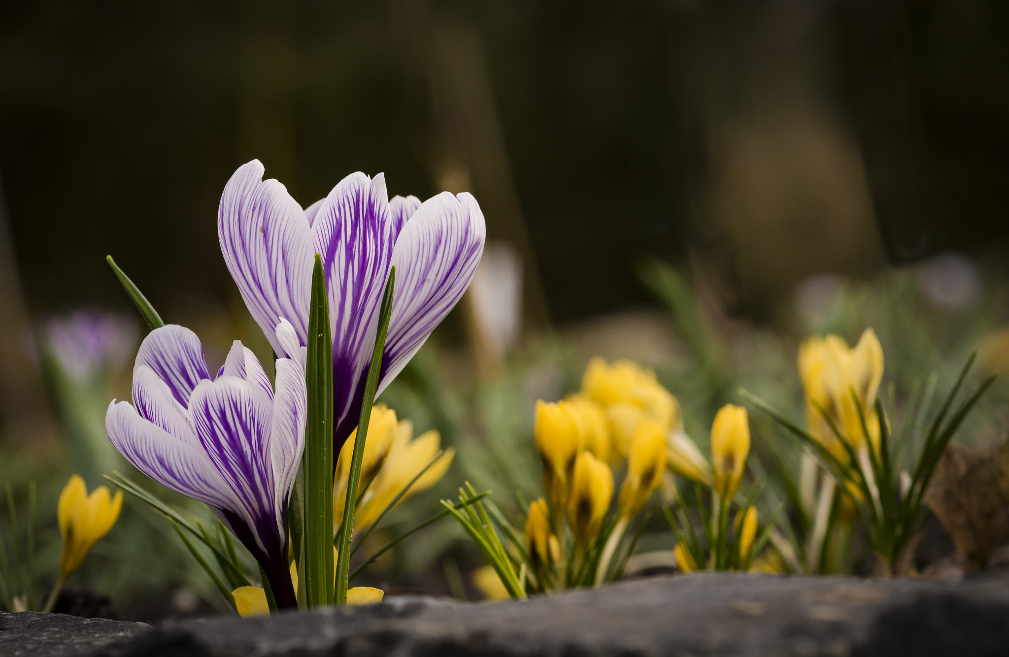 Sigma 30mm F1.4 EX DC HSM sample photo. Frühlingsboten photography