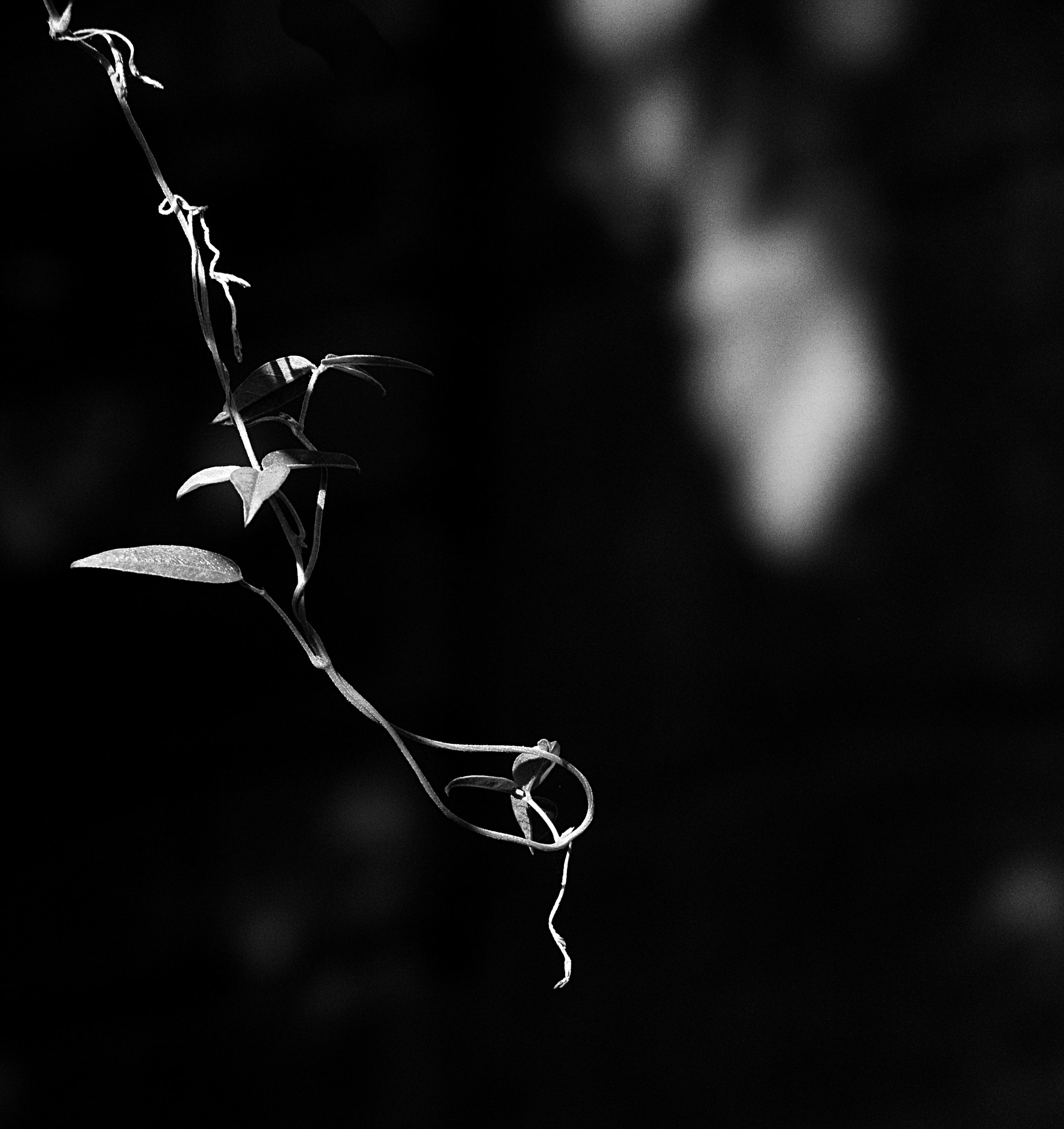 18.0 - 135.0 mm sample photo. Just dangling iii photography
