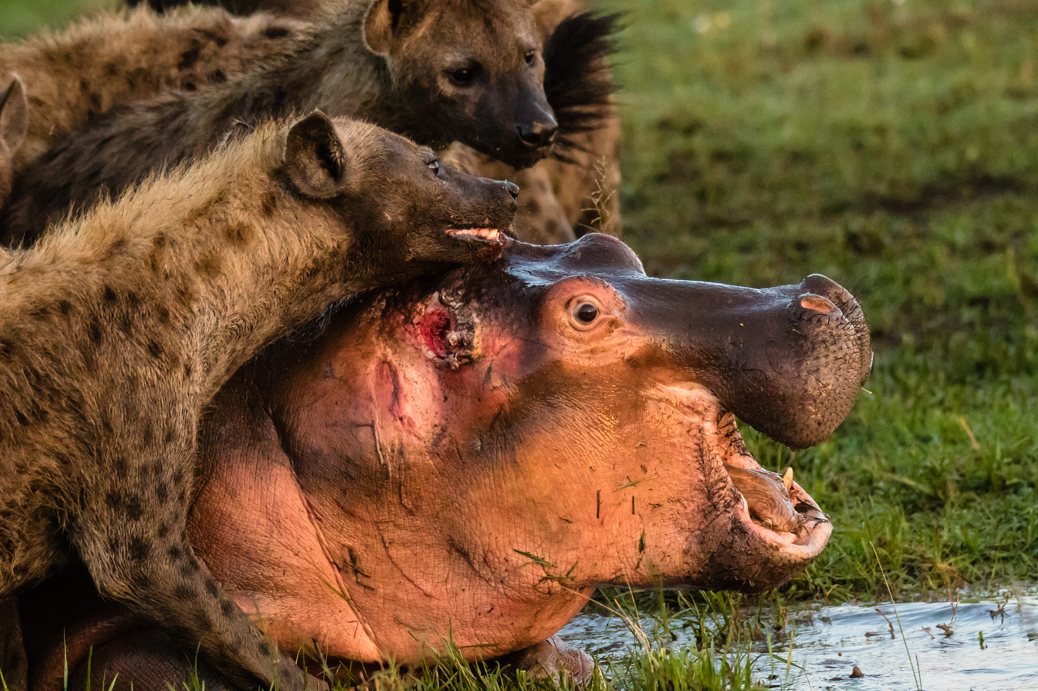150-600mm F5-6.3 DG OS HSM | Sports 014 sample photo. The final fight photography