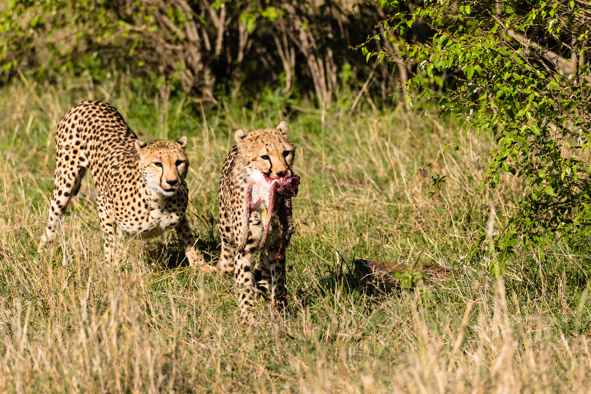150-600mm F5-6.3 DG OS HSM | Sports 014 sample photo. Young cheetahs photography
