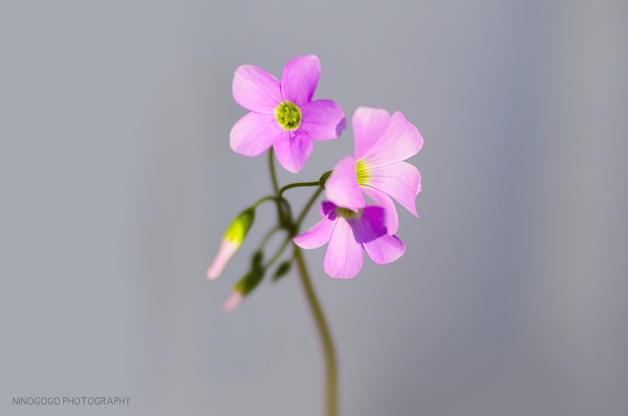 Nikon AF Nikkor 50mm F1.4D sample photo. Pink flower photography