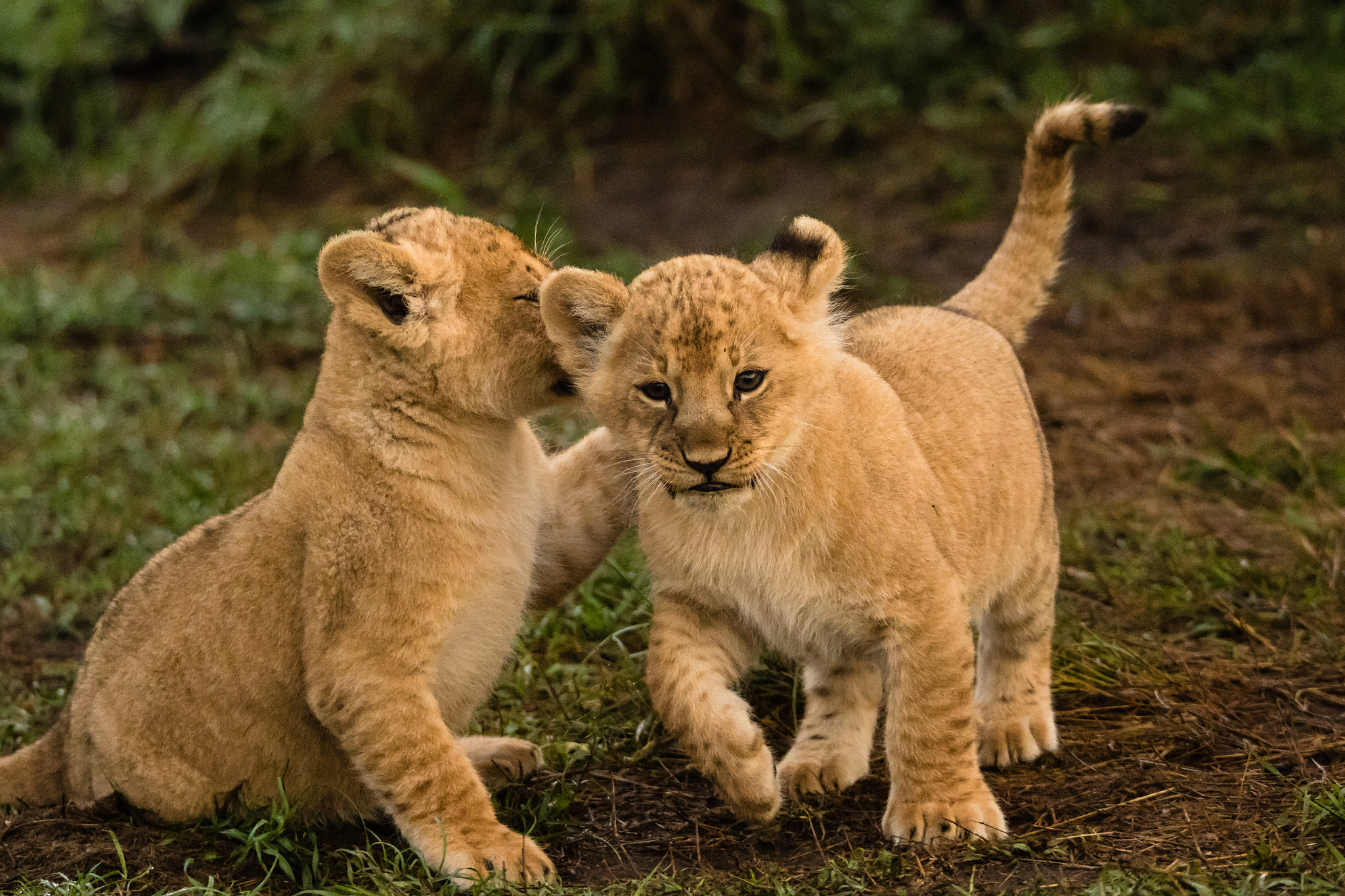 Canon EOS 7D Mark II sample photo. Lion cubs playing photography
