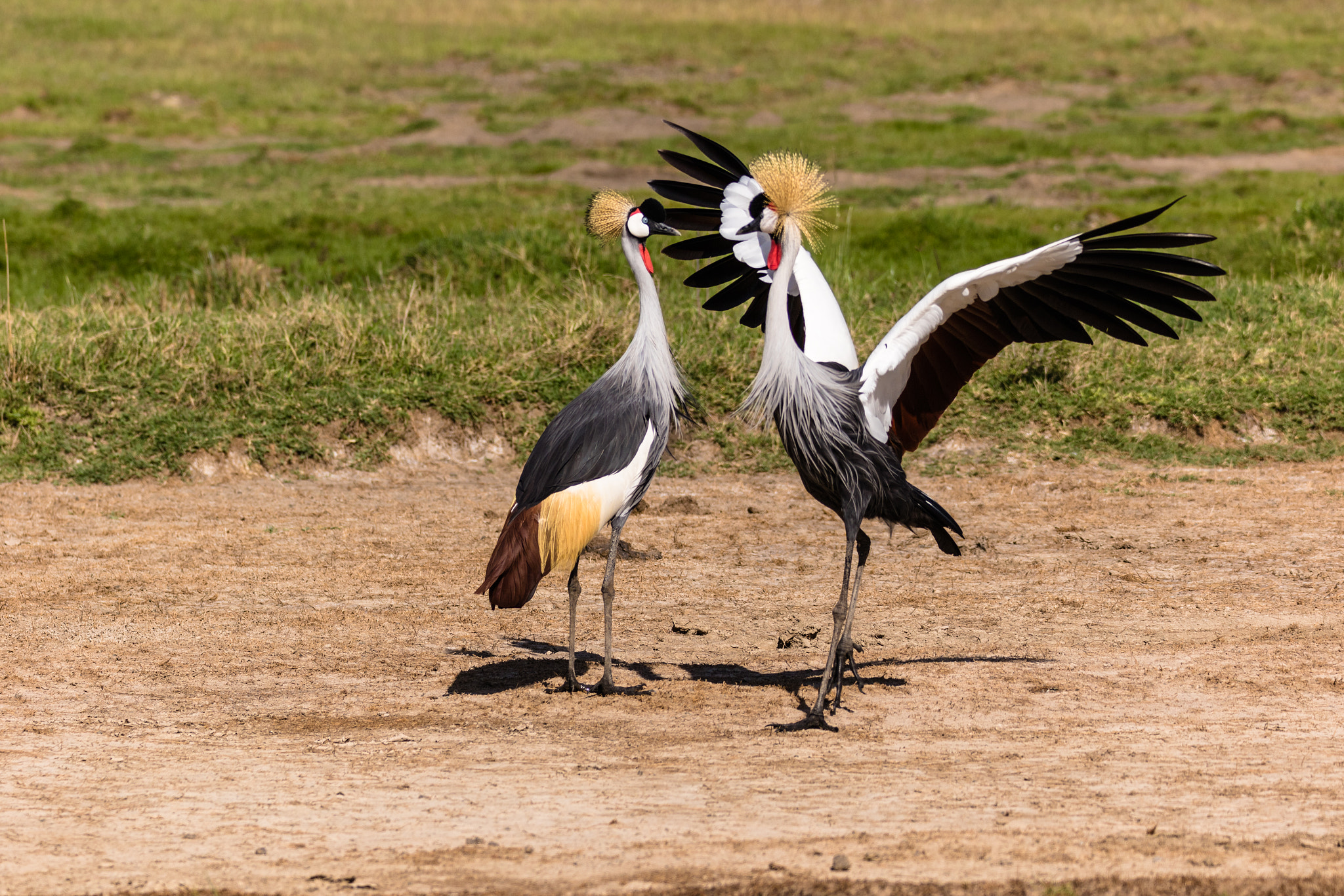 150-600mm F5-6.3 DG OS HSM | Sports 014 sample photo. Shall we dance ? photography