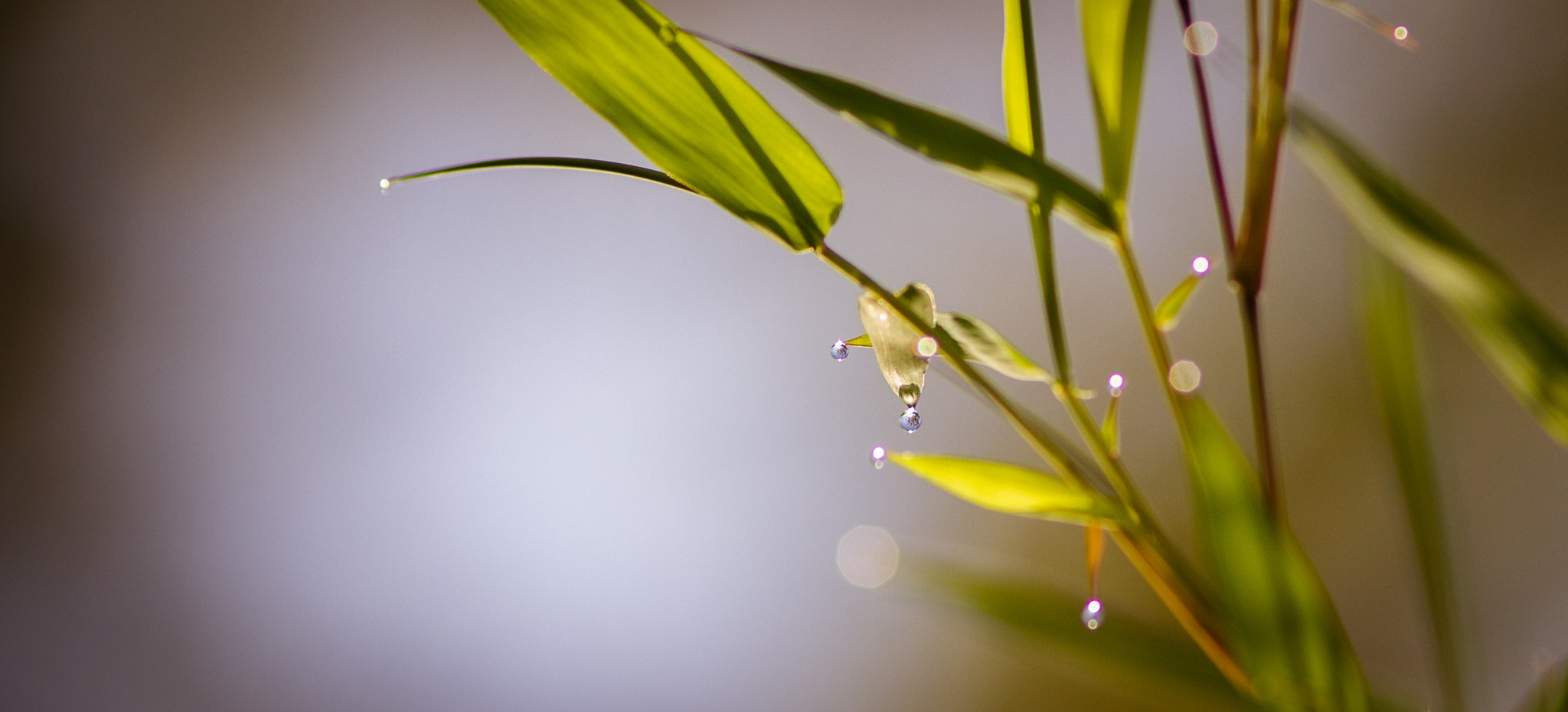 Canon EF 200mm F2.8L II USM sample photo. Morning dew photography