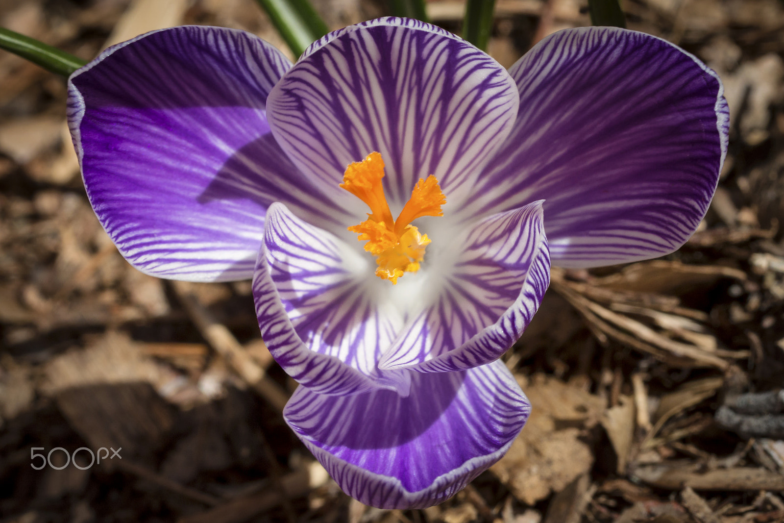 Canon EOS 70D + Canon EF 50mm F2.5 Macro sample photo. "hocus pucus crocus" photography