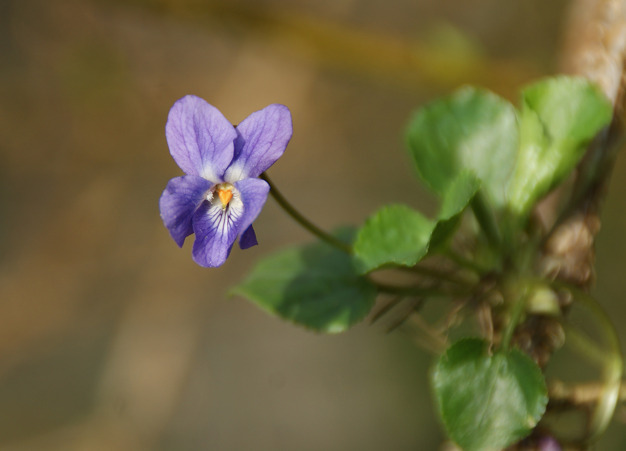 Sony DT 18-200mm F3.5-6.3 sample photo. Märzen - veilchen photography
