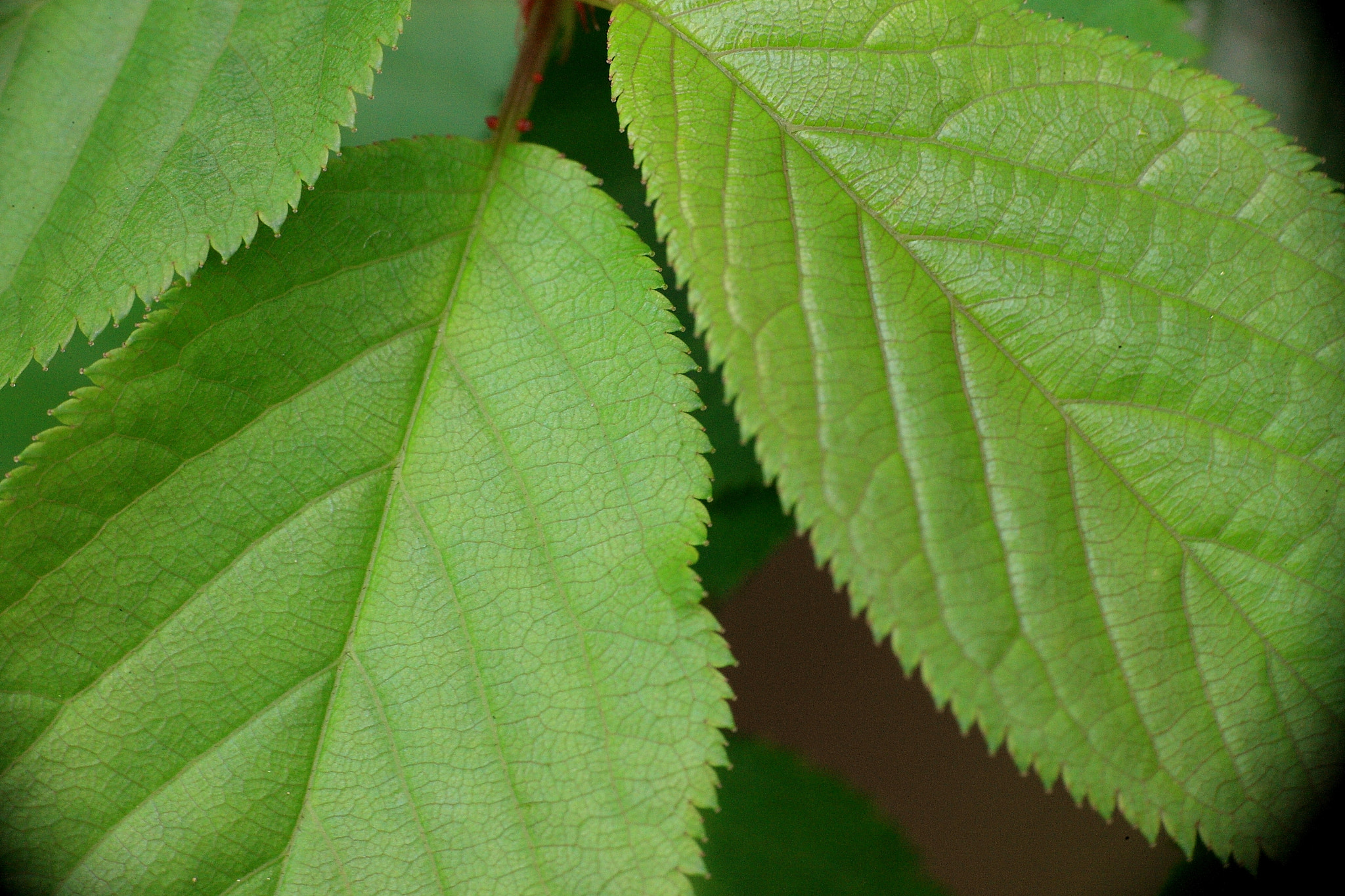 Canon EOS-1Ds Mark III sample photo. Leaves photography