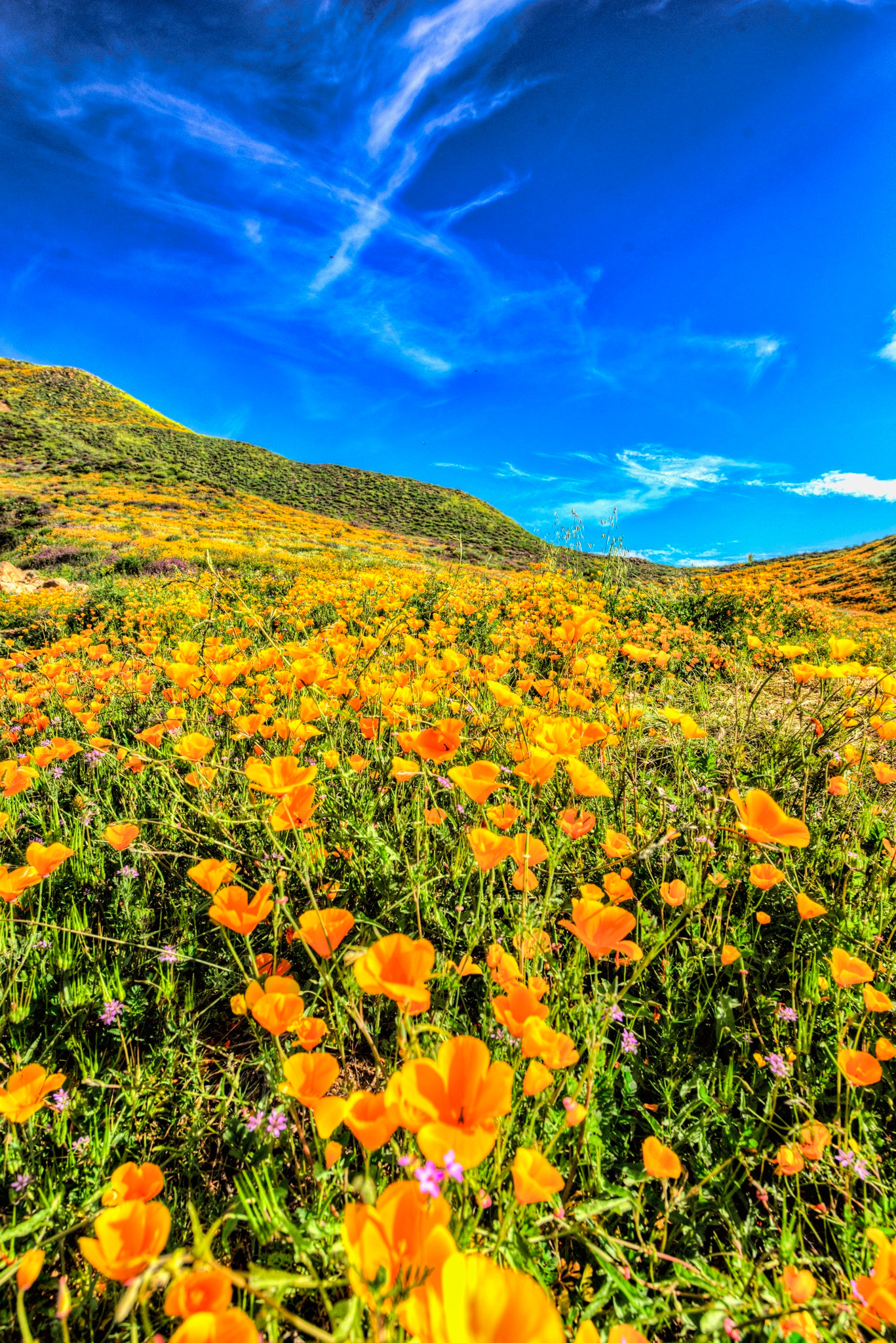 Nikon AF-S Nikkor 14-24mm F2.8G ED sample photo. Out beyond wrongdoing and rightdoing there is a field. i'll meet you there. photography